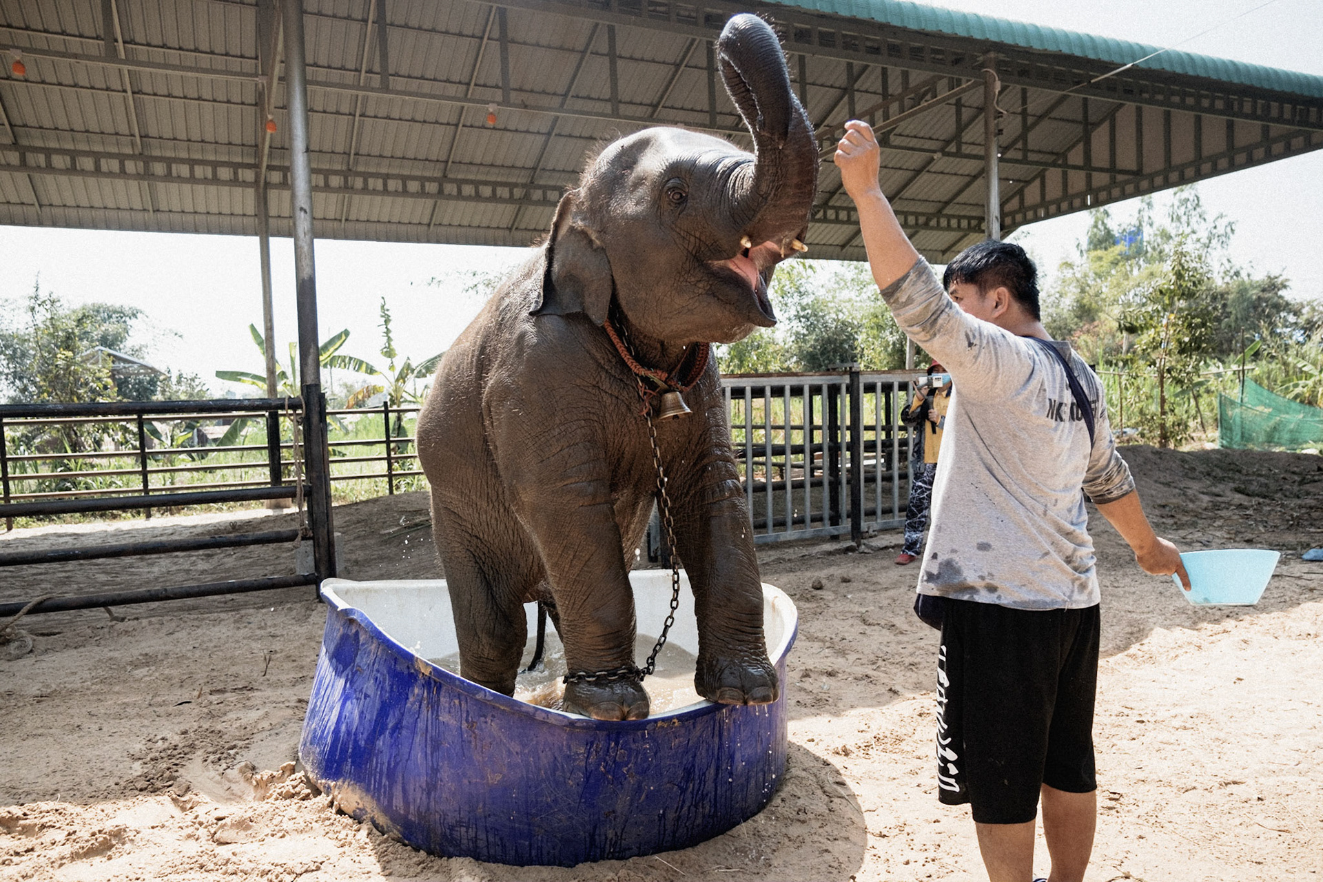Des propriétaires donnent le bain à un bébé elephant, dans le village de Ban Taklang, le village "aux 300 éléphants", près Surin à l'Est de la Thaïlande. Le quotidien des éléphants est retransmis en direct sur internet, afin de faire appel aux dons des spectateurs. A cause de l'absence de touristes et d'emploi pour beaucoup de propriétaires, la pratiques est devenue extremement répandue.