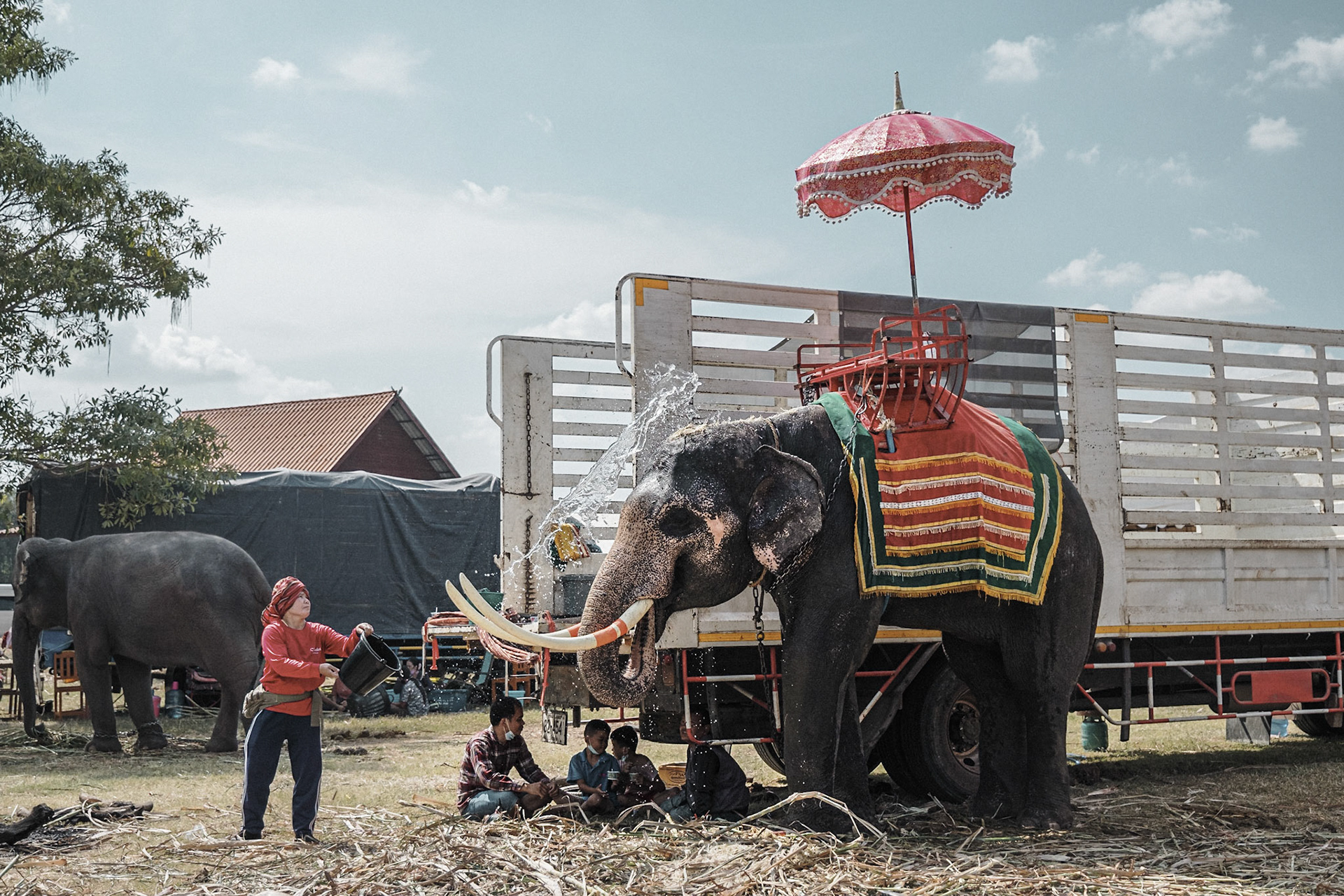Surin Elephant Round Up. L'événement rassemble près de 300 éléphants dans la ville de Surin, à l'Est de la Thaïlande, et met en oeuvre des spectacles à connotation historique, des shows incluant football, cerceaux, balades à dos d'éléphants...