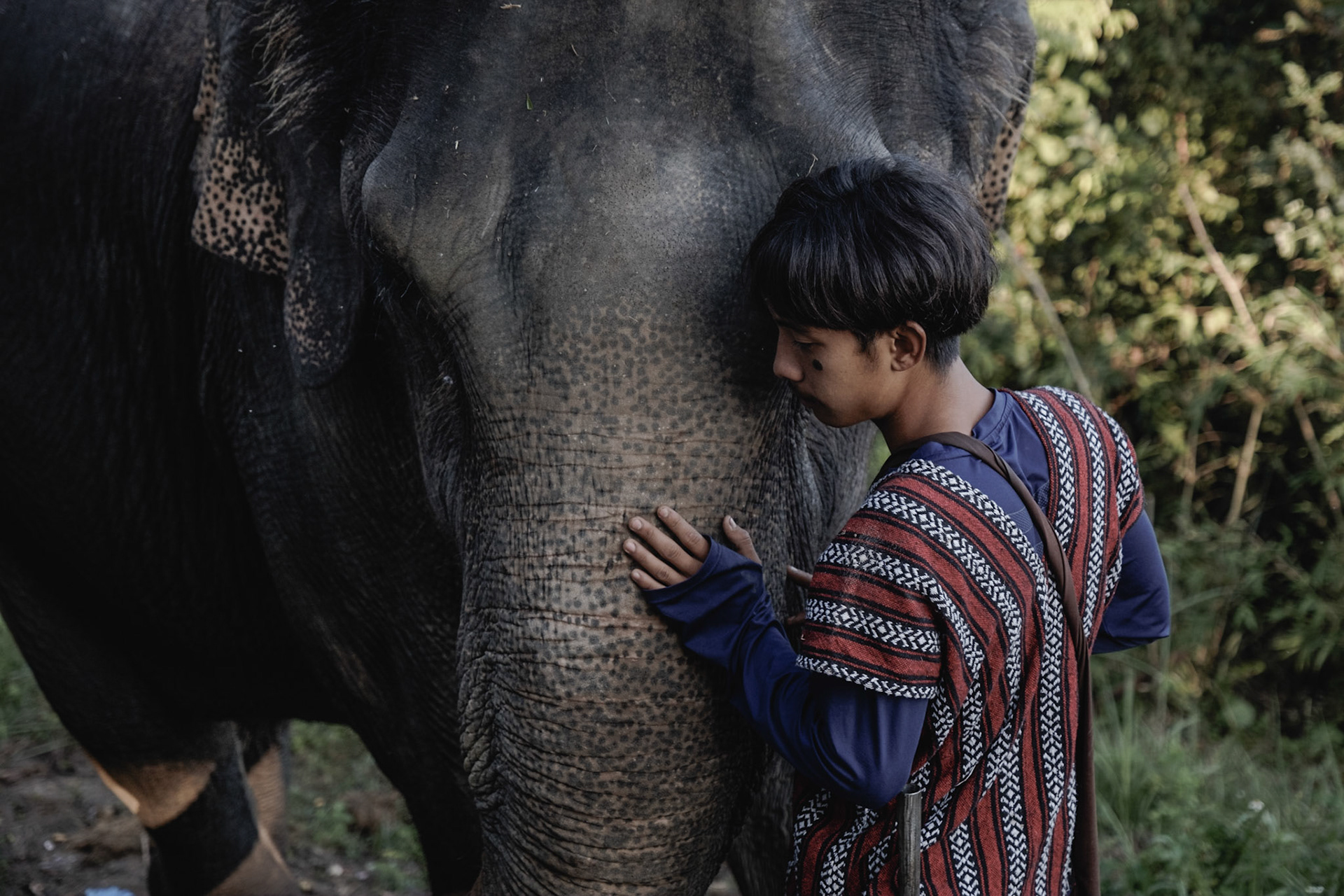 Thailand, Chiang Mai region. 2021-2022. Mahouts taking care of elephant. Elephant tourism during the COVID season. Photography by Maxime Gruss / Hans Lucas.Thailande, region de Chiang Mai. 2021-2022. Des Mahouts prennent soin des elephants. Tourisme des elephants pendant la saison du COVID. Photographie de Maxime Gruss / Hans Lucas.