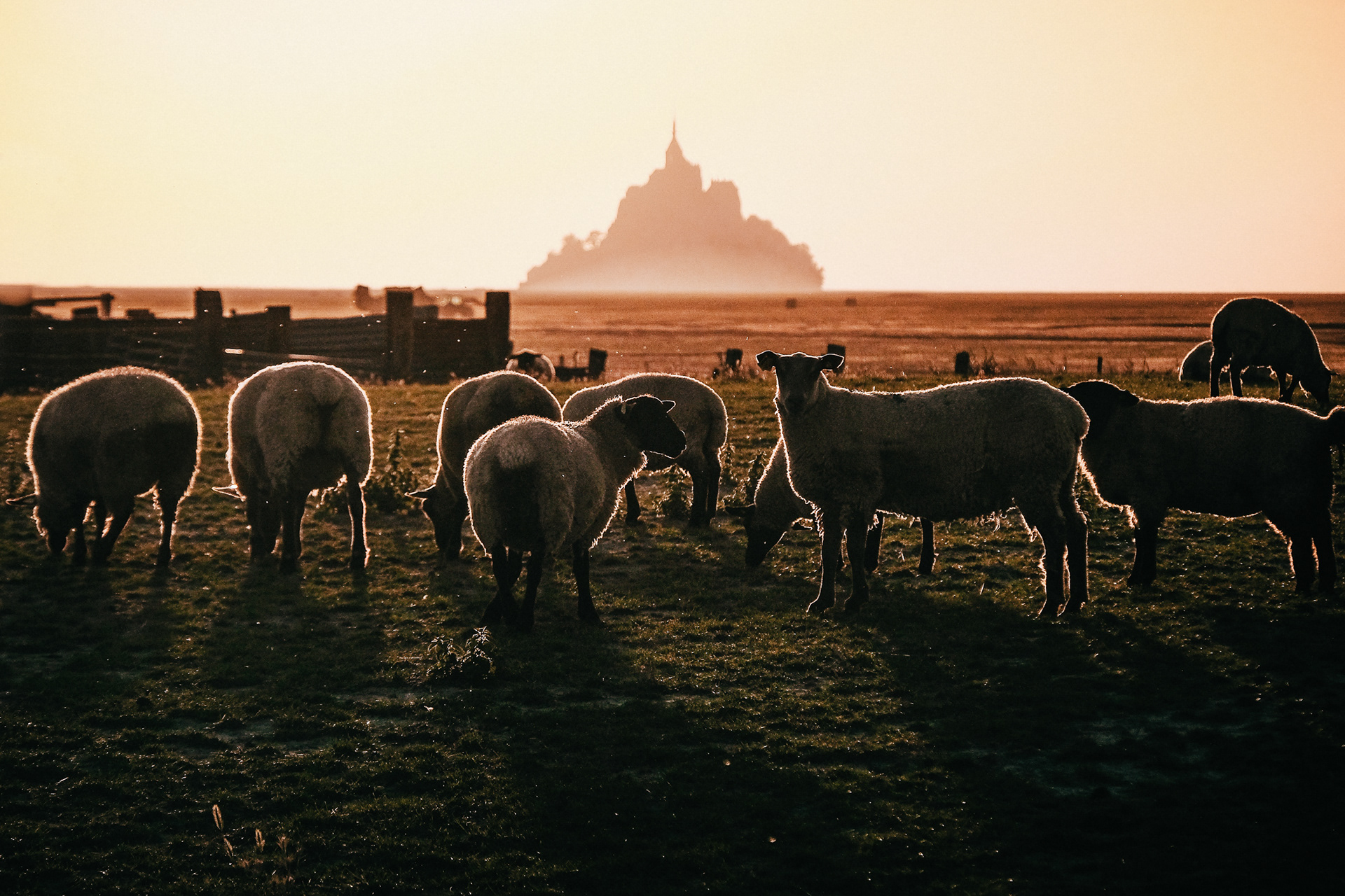 Matin organisation, fleurs etc., prépa coiffeur pas besoin pr Anais. Adrien peut-être? 15h (-15 min) Entraigues sur la Sorte Anais arrive en 2chv en dernière. A linterieur, puis parvis avec lancer de fleurs, photo de couple devant la mairie Tout le monde va tranquillement au domaine, jy vais assez rapidement pour prendre les decors avant que ca soit rempli. Ceremonie laique sur le domaine vers 17h Entrées des maitres de ceremonie, puis Adrien + sa mère, puis Anais + ? discours temoins, echange des voeux alliances, un peu ts les moments clés.  Photos environ 17h40 - 19h PHoto de groupe générale depuis létage (profiter de l afin de la ceremonie) Photos de groupe, avec liste, avec les témoins Photos de couple... dans lescalier? + dans tout le domaine possible Photos famille adrien, photo famille anais + photo 2 familles.   19h vin dhonneur 20h lancer de bouquet (annoncé par DJ) 21h repas (jai un repas à demander au traiteur) 22h 23h 1ere danse du bal