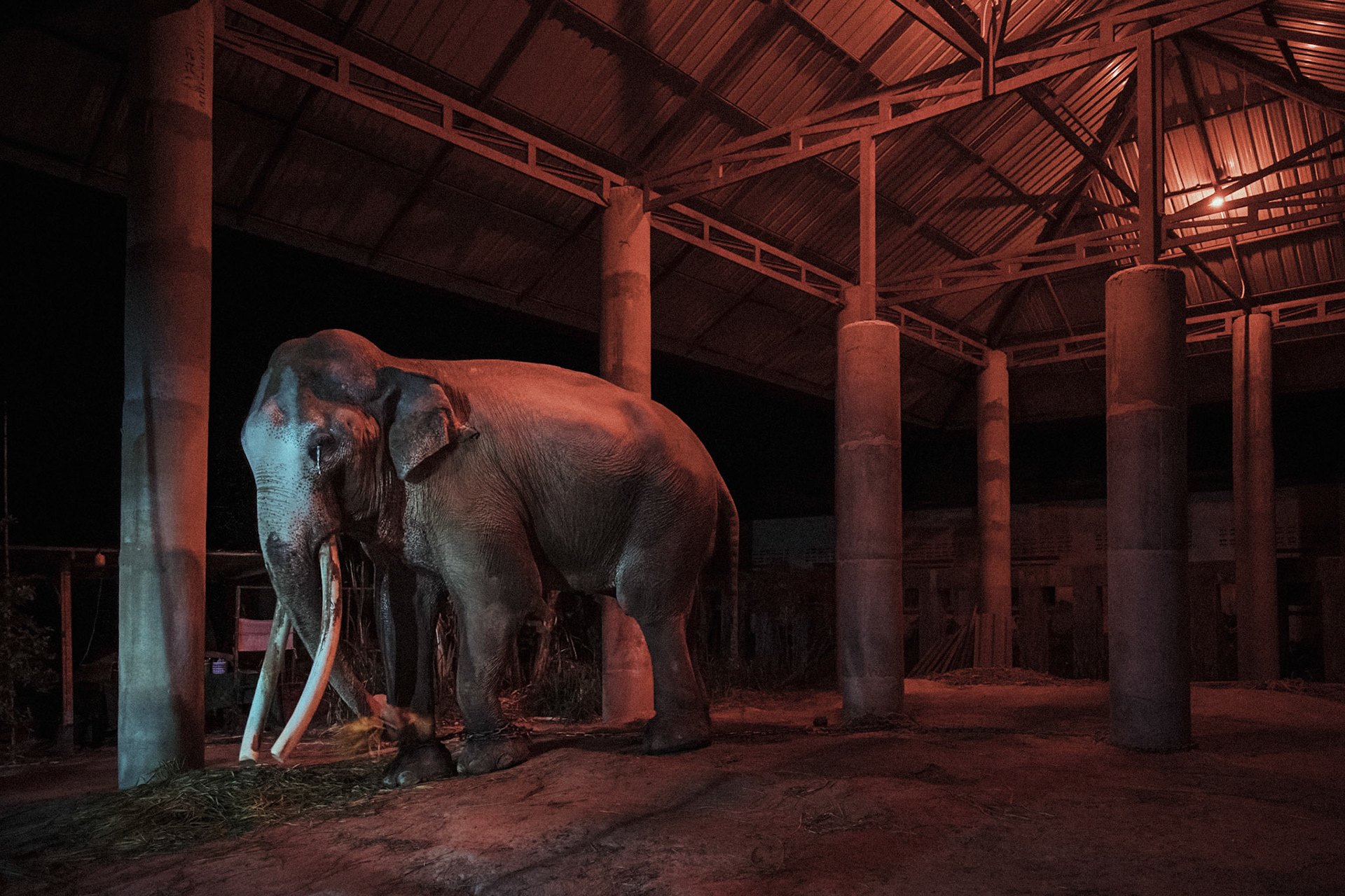 Thailand, 2021-2022, A male elephant lives chained under a shelter in the village of Ban Taklang, the village of "300 elephants", near Surin in eastern Thailand.  Visitors are invited to come and feed him and pray to him for good luck, in exchange for a little money. Photograph by Maxime Gruss / Hans Lucas.Thailand, 2021-2022, Un mâle vit enchaîné sous un abri, dans le village de Ban Taklang, le village "aux 300 éléphants", près Surin à l'Est de la Thaïlande.  Les visiteurs qont invités à venir le nourrir et à effectuer une prière devant lui oour obtenir de la chance, en echange d'un peu d'argent. . Photographie de Maxime Gruss / Hans Lucas.