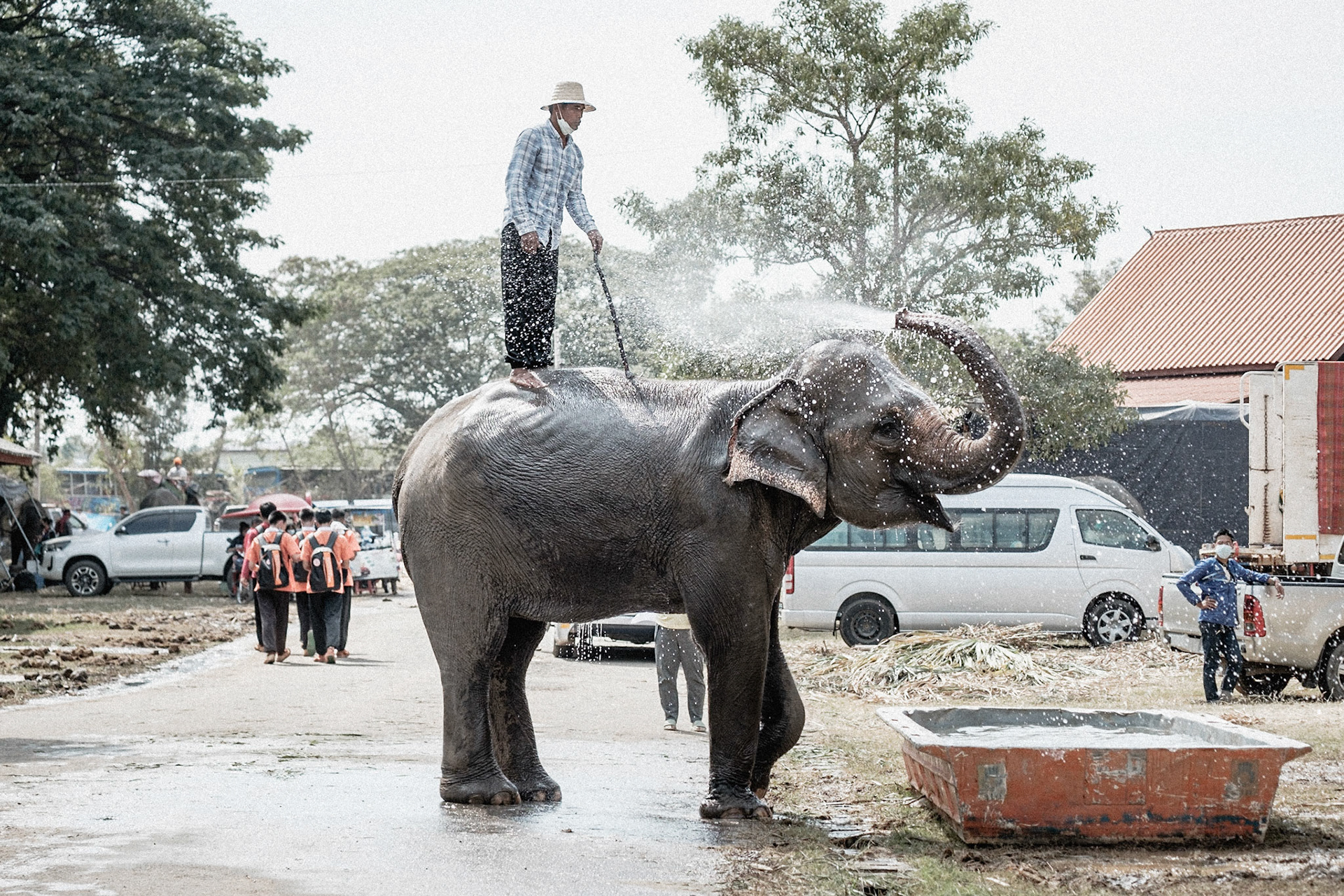 Surin Elephant Round Up. L'événement rassemble près de 300 éléphants dans la ville de Surin, à l'Est de la Thaïlande, et met en oeuvre des spectacles à connotation historique, des shows incluant football, cerceaux, balades à dos d'éléphants...
