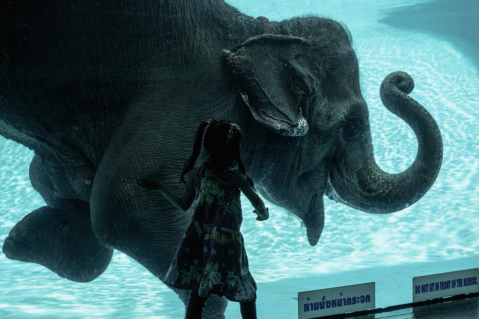 Thailand, 2021-2022.at the Chonburi Zoo, an elephant performs a show in which he swims in a pool.Photograph by Maxime Gruss / Hans Lucas.Thailand, 2021-2022.Au zoo de Chonburi, un éléphant réalise un show au cours duquel il nage dans une piscine.Photographie de Maxime Gruss / Hans Lucas.