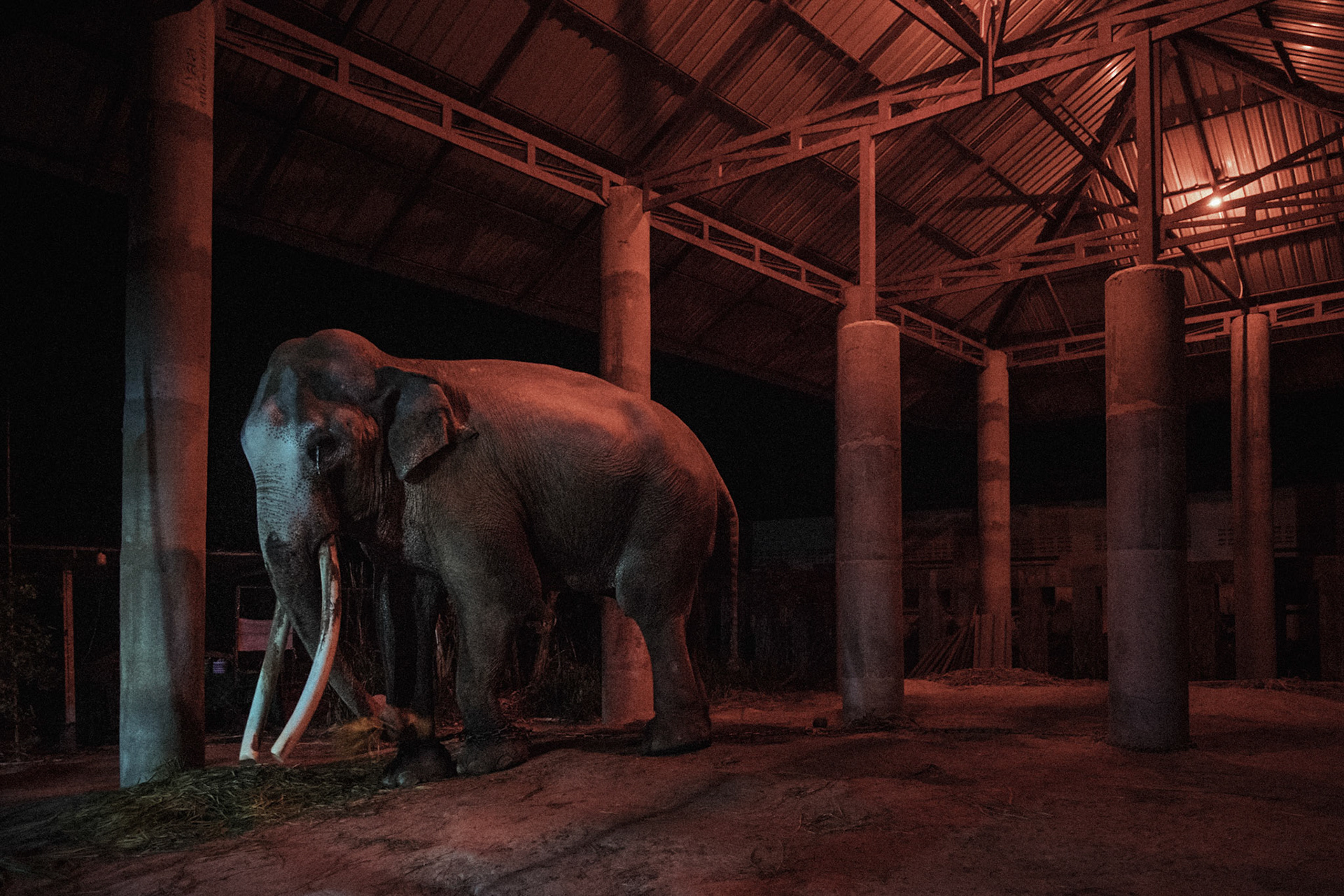 Thailand, 2021-2022, A male elephant lives chained under a shelter in the village of Ban Taklang, the village of "300 elephants", near Surin in eastern Thailand. Visitors are invited to come and feed him and pray to him for good luck, in exchange for a little money. Photograph by Maxime Gruss / Hans Lucas.Thailand, 2021-2022, Un mâle vit enchaîné sous un abri, dans le village de Ban Taklang, le village "aux 300 éléphants", près Surin à l'Est de la Thaïlande. Les visiteurs qont invités à venir le nourrir et à effectuer une prière devant lui oour obtenir de la chance, en echange d'un peu d'argent. . Photographie de Maxime Gruss / Hans Lucas.
