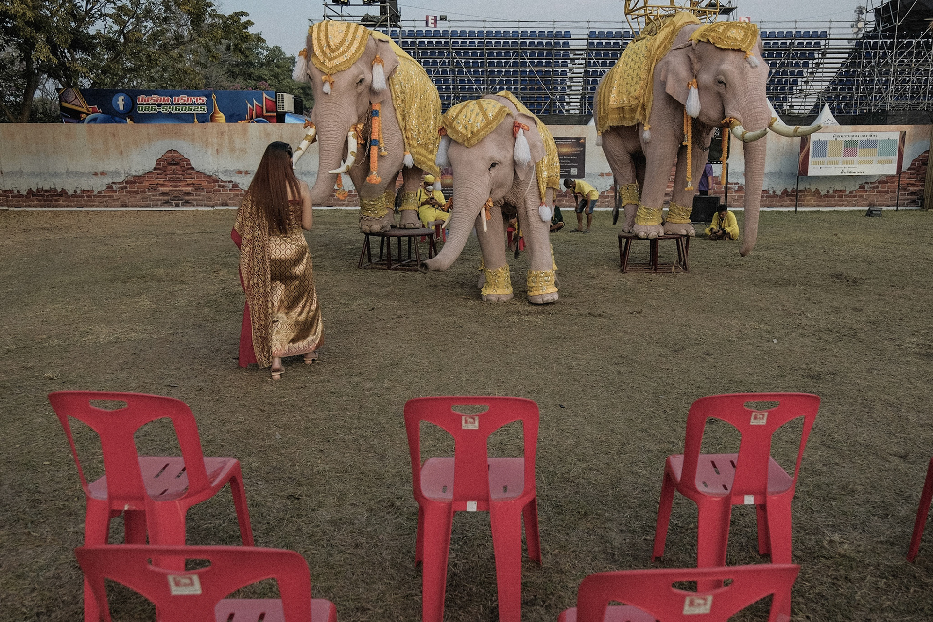 Thailand, 2021-2022, Elephants perform dances and tricks, such as standing on two legs, at the Ayutthaya World Heritage Fair, an event celebrating Thai history and culture. Photograph by Maxime Gruss / Hans Lucas.Thailand, 2021-2022, Des éléphants effectuent des danses et des tours, tel que se dresser sur deux pattes, lors du Ayutthaya World Heritage Fair, un évènement célébrant l'histoire et la culture Thaïlandaise. Photographie de Maxime Gruss / Hans Lucas.