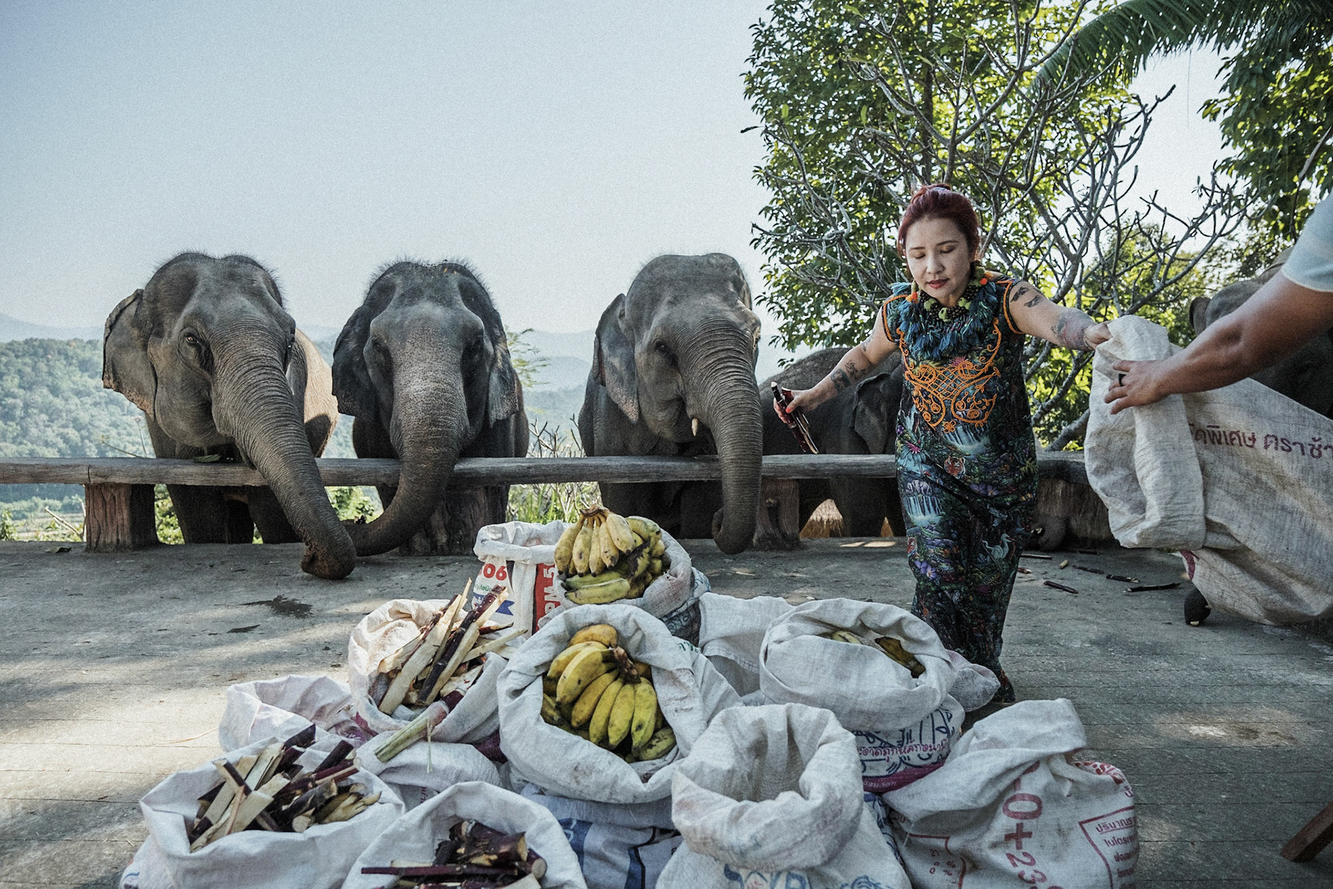 Dans un resort "éthique", une Taiwanaise expatriée vient réaliser un show, en donnant à manger un festion de fruits plusieurs jours de suite, ainsi que pour les 3 ans de Ronaldo, un bébé éléphant. Propriétaire d'un café, des fonds ont été récoltés auprès des clients pour realiser les shows. Des dizaines de sacs de pastèque, bananes et cannes a sucre seront donnés en live sur facebook .