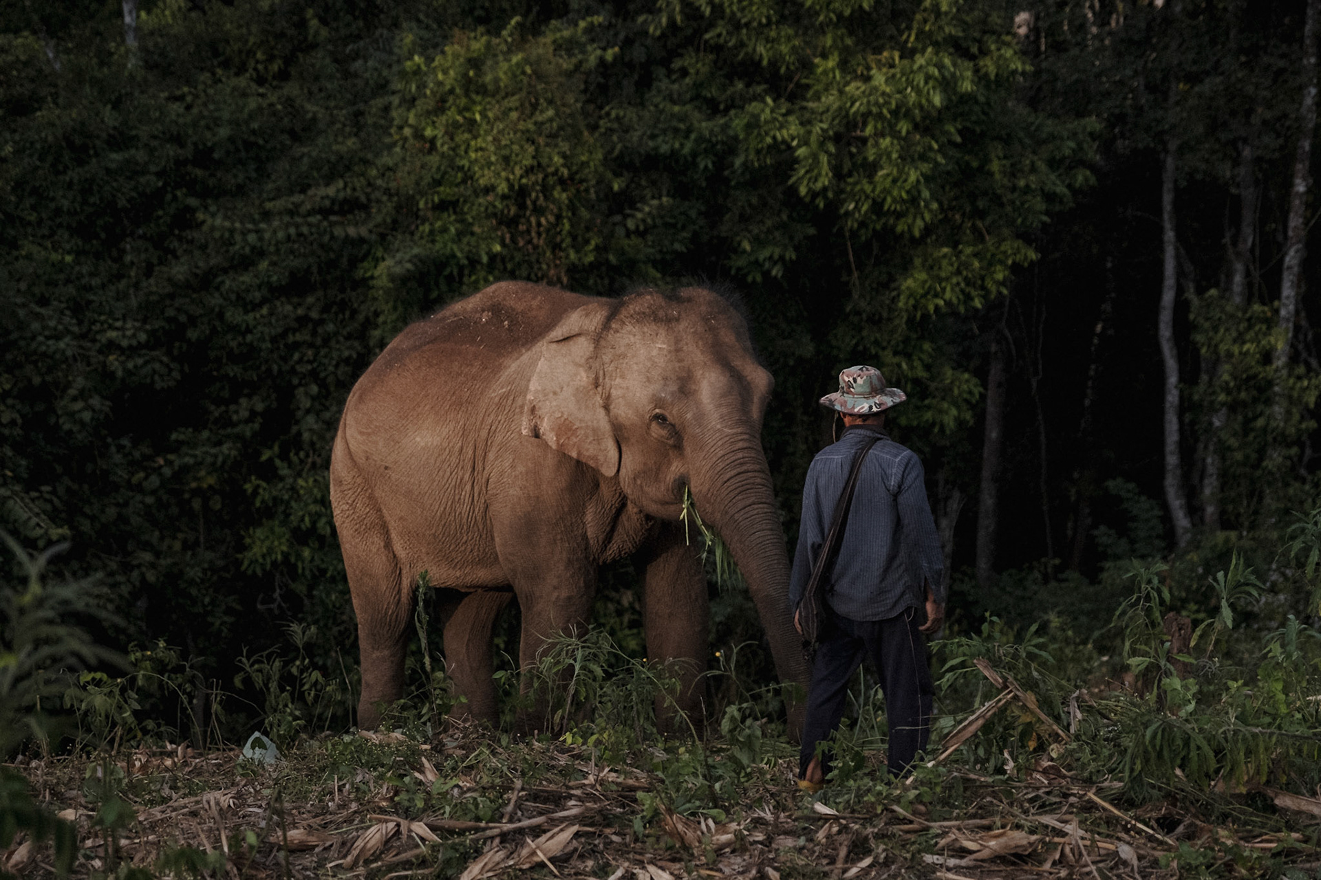 Thailand, Huay Pakoot, 2021-02-15. La Dee, a Karen Mahout in the village of Huay Pakoot, where many elephants from the Chiang Mai area come from. He takes turns with his father-in-law to look after his family's three elephants, living in the vicinity of the village. Photograph by Maxime Gruss / Hans Lucas.Thailande, Huay Pakoot, 2021-02-15. La Dee, un Mahout Karen au village de Huay Pakoot, d'où proviennent de nombreux éléphants de la region de Chiang Mai. Il s'occupe à tour de rôle avec son beau-père, des 3 éléphants de sa famille, vivants dans les abords du village. Photographie de Maxime Gruss / Hans Lucas.