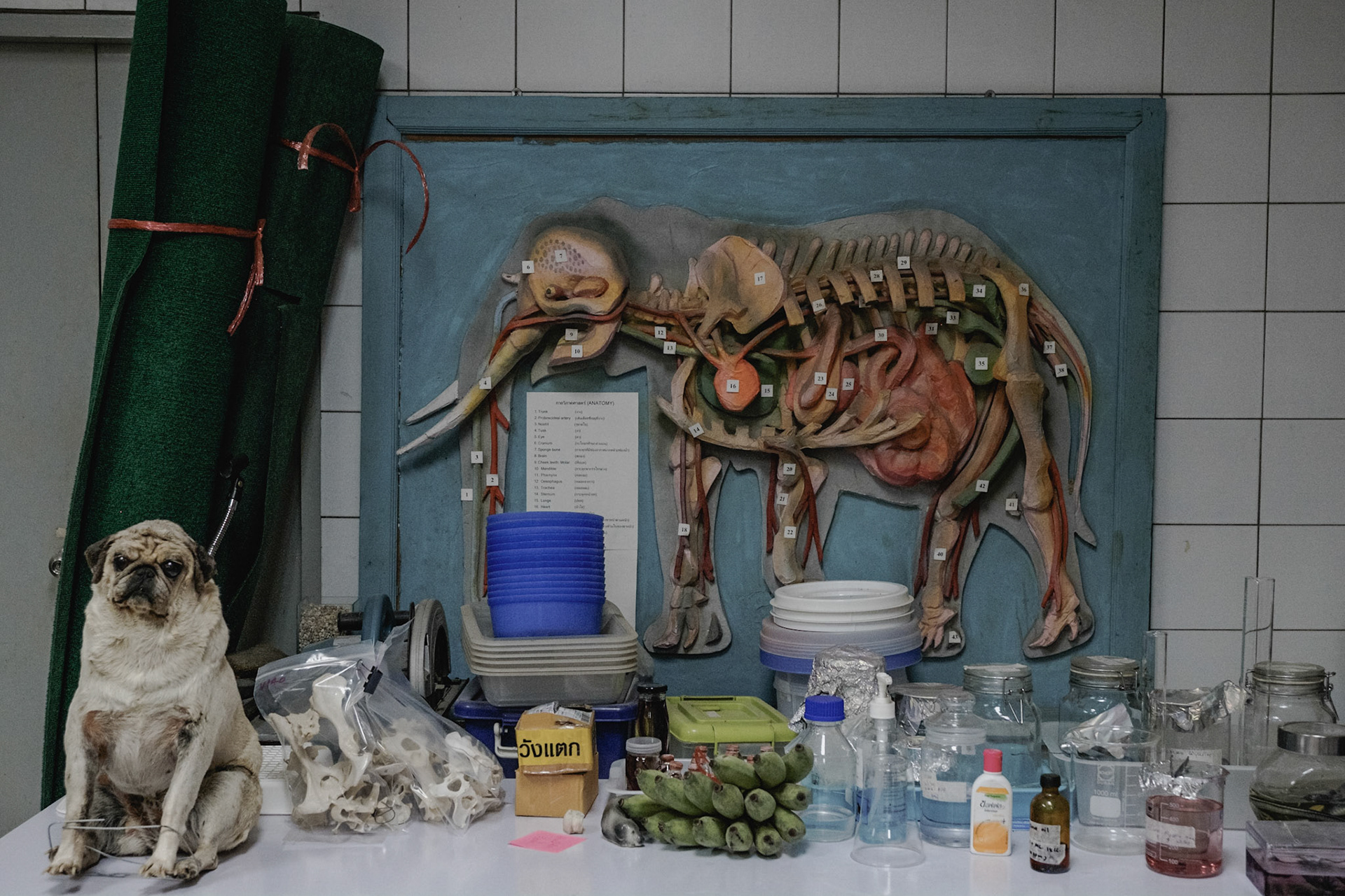 Thailand, 2021-2022. In a practical anatomy room at Chiang Mai University, which has a department dedicated to elephants.Photograph by Maxime Gruss / Hans Lucas.Thailand, 2021-2022. Dans une salle de travaux pratiques d'anatomie, à l'université de Chiang Mai, disposant d'un département consacré aux éléphants.Photographie de Maxime Gruss / Hans Lucas.