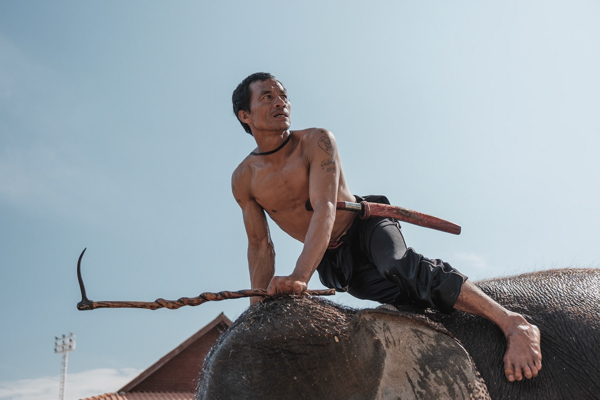 Surin Elephant Round Up. L'événement rassemble près de 300 éléphants dans la ville de Surin, à l'Est de la Thaïlande, et met en oeuvre des spectacles à connotation historique, des shows incluant football, cerceaux, balades à dos d'éléphants...