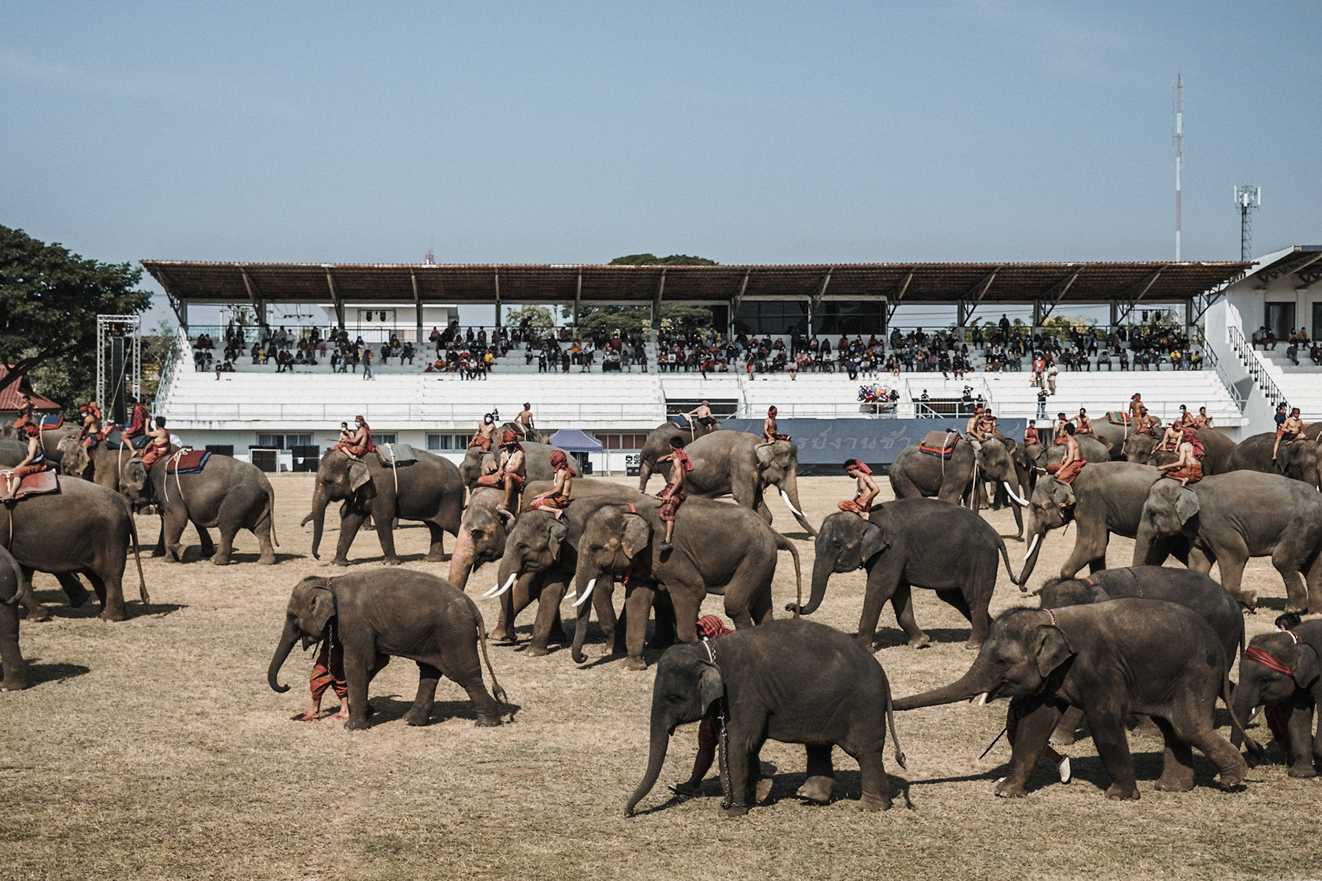 Surin Elephant Round Up. L'événement rassemble près de 300 éléphants dans la ville de Surin, à l'Est de la Thaïlande, et met en oeuvre des spectacles à connotation historique, des shows incluant football, cerceaux, balades à dos d'éléphants...