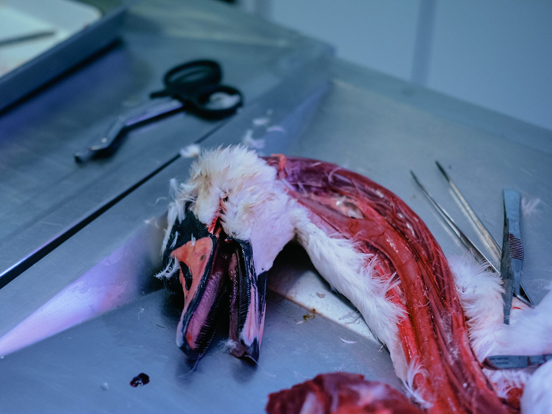 In charge of the dissections of all suspect animal bodies coming from the Ile-de-France Region, the LRSFS is part of the zoonosis surveillance network in France. Doctor Karim Daoud, veterinarian and researcher performs an autopsy on a swan body coming from the Bois-de-Boulogne to identify the cause of its death, and look for diseases, like the avian flu. Paris, France 2021/02/04. Photography by Maxime Gruss / Hans Lucas.En charge des dissections de tous les cadavres d animaux suspects provenant de la Region Ile-de-France, le LRSFS fait partie du reseau de surveillance des zoonoses en France. Le docteur Karim Daoud, veterinaire et chercheur, autopsie un corps de cygne en provenance du Bois-de-Boulogne afin d identifier la cause de sa mort et de rechercher des maladies, comme la grippe aviaire. Paris, France 2021/02/04. Photographie de Maxime Gruss / Hans Lucas.