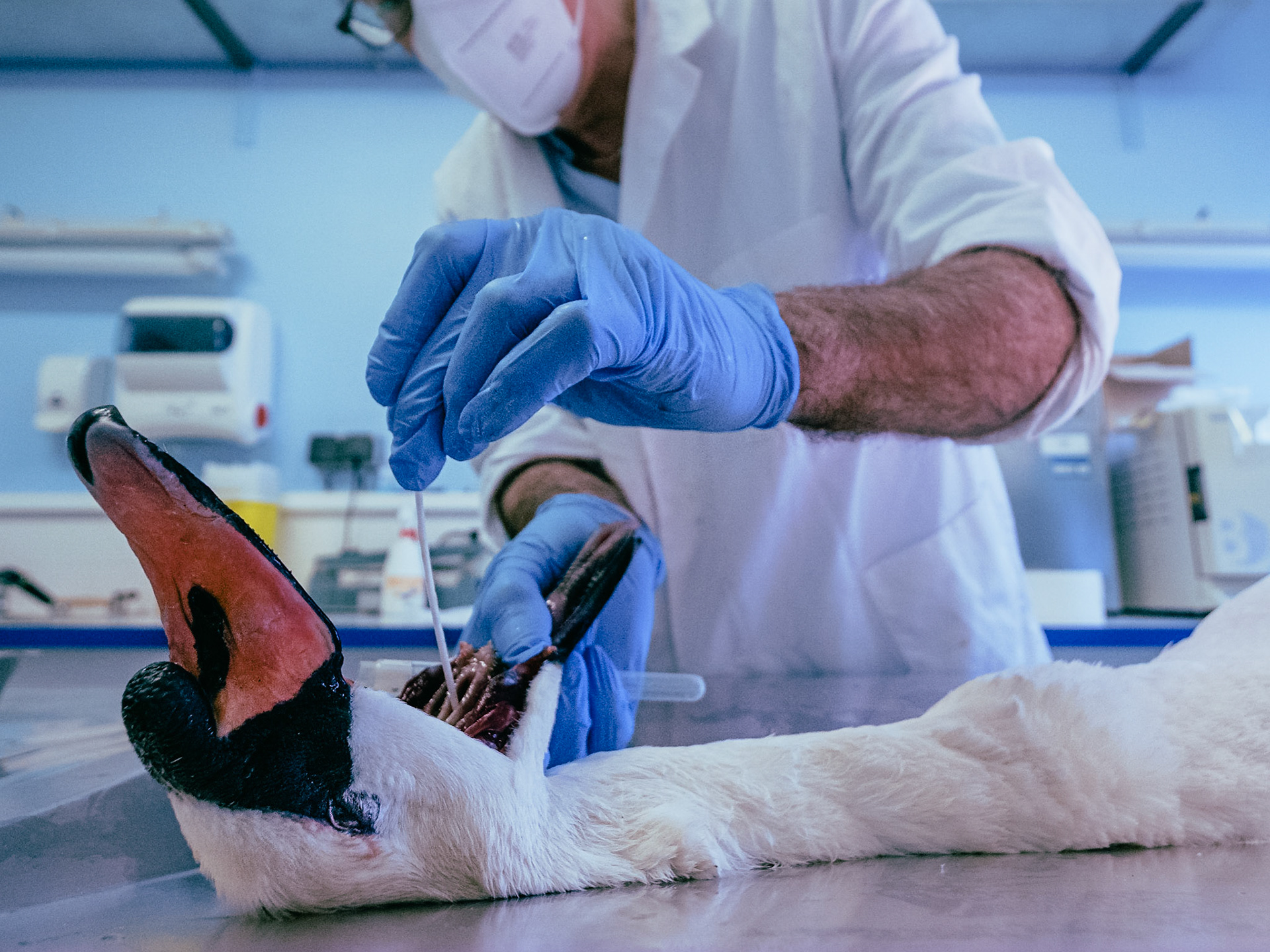 In charge of the dissections of all suspect animal bodies coming from the Ile-de-France Region, the LRSFS is part of the zoonosis surveillance network in France. Doctor Karim Daoud, veterinarian and researcher performs an autopsy on a swan body coming from the Bois-de-Boulogne to identify the cause of its death, and look for diseases, like the avian flu. Paris, France 2021/02/04. Photography by Maxime Gruss / Hans Lucas.En charge des dissections de tous les cadavres d animaux suspects provenant de la Region Ile-de-France, le LRSFS fait partie du reseau de surveillance des zoonoses en France. Le docteur Karim Daoud, veterinaire et chercheur, autopsie un corps de cygne en provenance du Bois-de-Boulogne afin d identifier la cause de sa mort et de rechercher des maladies, comme la grippe aviaire. Paris, France 2021/02/04. Photographie de Maxime Gruss / Hans Lucas.