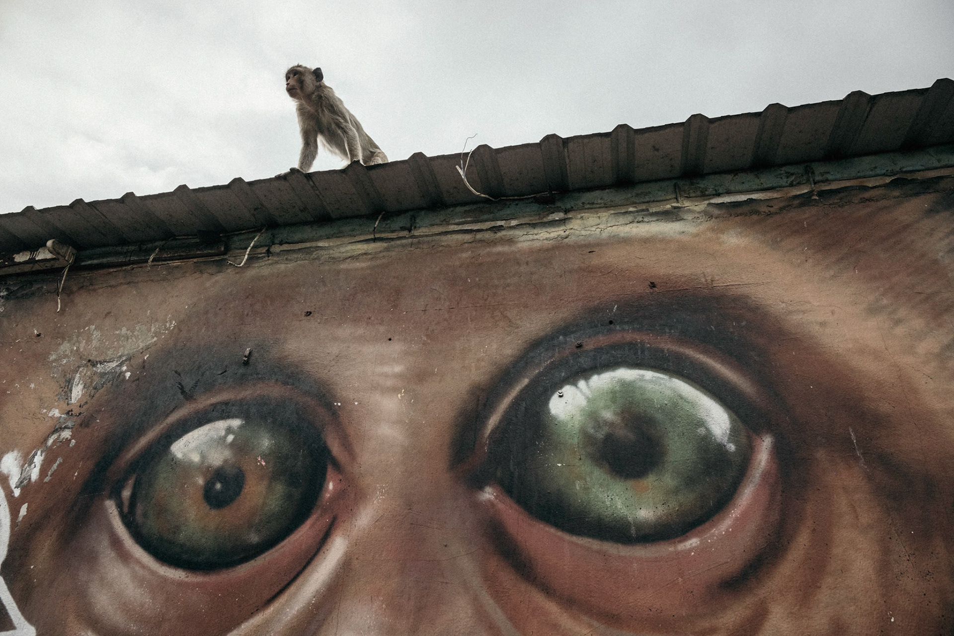 Thailand, Lop Buri, 2021-11-28.  Graffiti. The Monkey Buffet Festival (wheelchair monkey party) held the last sunday of November in Lop Buri. About 2000 local Macaques are fed with tables of fruits and vegetables. Photograph by Maxime Gruss / Hans Lucas. Thaïlande, Lop Buri, 2021-11-28. Un tag.Le Monkey Buffet Festival (fête des singes en fauteuil roulant) a eu lieu le dernier dimanche de novembre à Lop Buri. Environ 2000 macaques locaux sont nourris avec des tables de fruits et légumes. Photographie de Maxime Gruss / Hans Lucas.