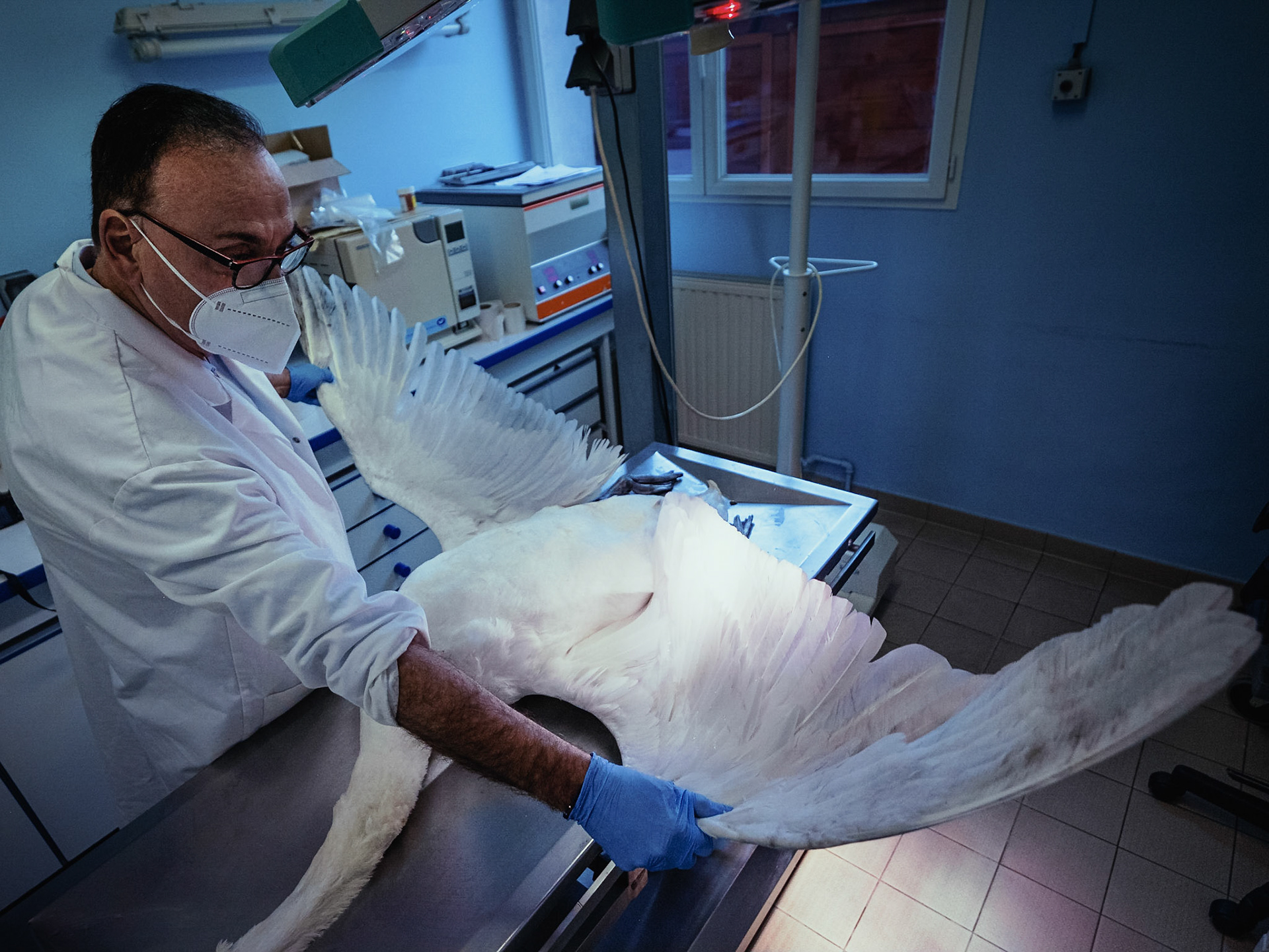 In charge of the dissections of all suspect animal bodies coming from the Ile-de-France Region, the LRSFS is part of the zoonosis surveillance network in France. Doctor Karim Daoud, veterinarian and researcher performs an autopsy on a swan body coming from the Bois-de-Boulogne to identify the cause of its death, and look for diseases, like the avian flu. Paris, France 2021/02/04. Photography by Maxime Gruss / Hans Lucas.En charge des dissections de tous les cadavres d animaux suspects provenant de la Region Ile-de-France, le LRSFS fait partie du reseau de surveillance des zoonoses en France. Le docteur Karim Daoud, veterinaire et chercheur, autopsie un corps de cygne en provenance du Bois-de-Boulogne afin d identifier la cause de sa mort et de rechercher des maladies, comme la grippe aviaire. Paris, France 2021/02/04. Photographie de Maxime Gruss / Hans Lucas.
