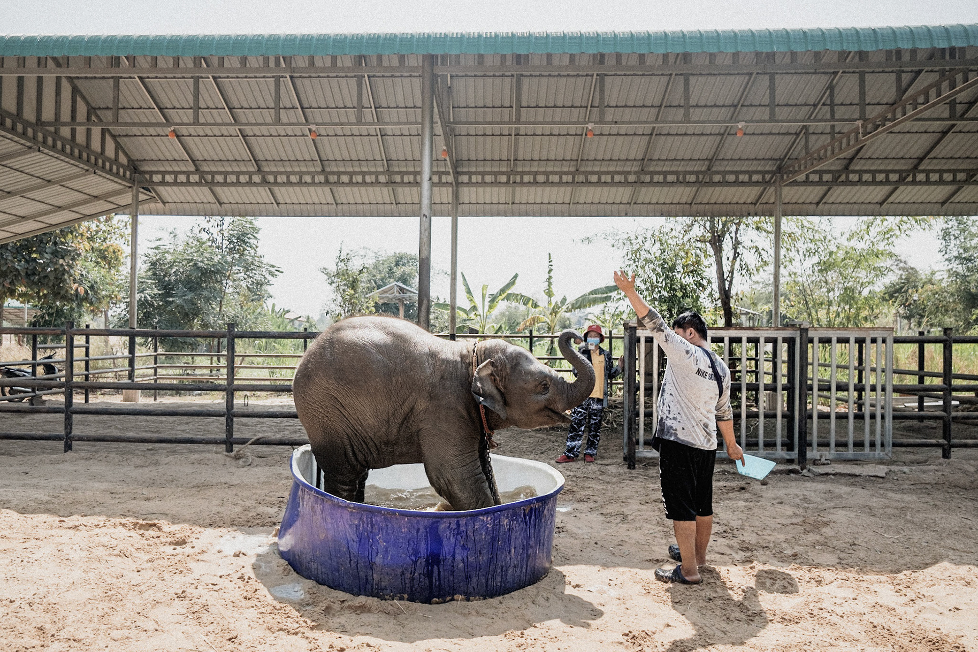 Thailand, 2021-2022.In Ban Taklang, the "village of 300 elephants" in eastern Thailand, live streaming on social networks has become the daily routine of the owners. Viewers have the opportunity to buy food baskets via online payment, which are then fed to the animals on camera.Photograph by Maxime Gruss / Hans Lucas.Thaïlande, 2021-2022.À Ban Taklang, "le village des 300 éléphants", dans l'est de la Thaïlande, la diffusion en direct sur les réseaux sociaux est devenue le quotidien des propriétaires. Les téléspectateurs ont la possibilité d'acheter des paniers de nourriture par paiement en ligne, qui sont ensuite donnés aux animaux devant la caméra.Photographie de Maxime Gruss / Hans Lucas.