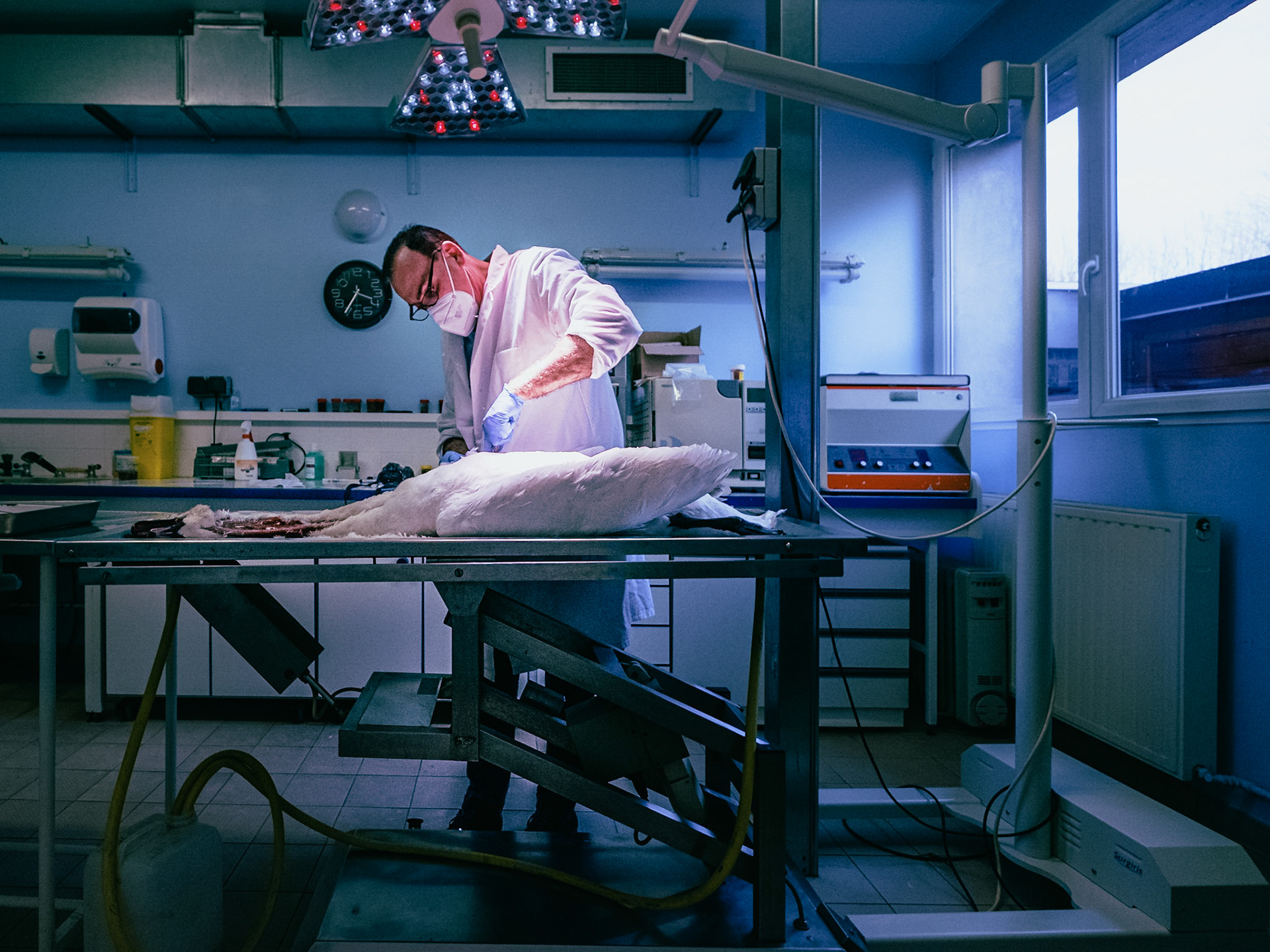 In charge of the dissections of all suspect animal bodies coming from the Ile-de-France Region, the LRSFS is part of the zoonosis surveillance network in France. Doctor Karim Daoud, veterinarian and researcher performs an autopsy on a swan body coming from the Bois-de-Boulogne to identify the cause of its death, and look for diseases, like the avian flu. Paris, France 2021/02/04. Photography by Maxime Gruss / Hans Lucas.En charge des dissections de tous les cadavres d animaux suspects provenant de la Region Ile-de-France, le LRSFS fait partie du reseau de surveillance des zoonoses en France. Le docteur Karim Daoud, veterinaire et chercheur, autopsie un corps de cygne en provenance du Bois-de-Boulogne afin d identifier la cause de sa mort et de rechercher des maladies, comme la grippe aviaire. Paris, France 2021/02/04. Photographie de Maxime Gruss / Hans Lucas.