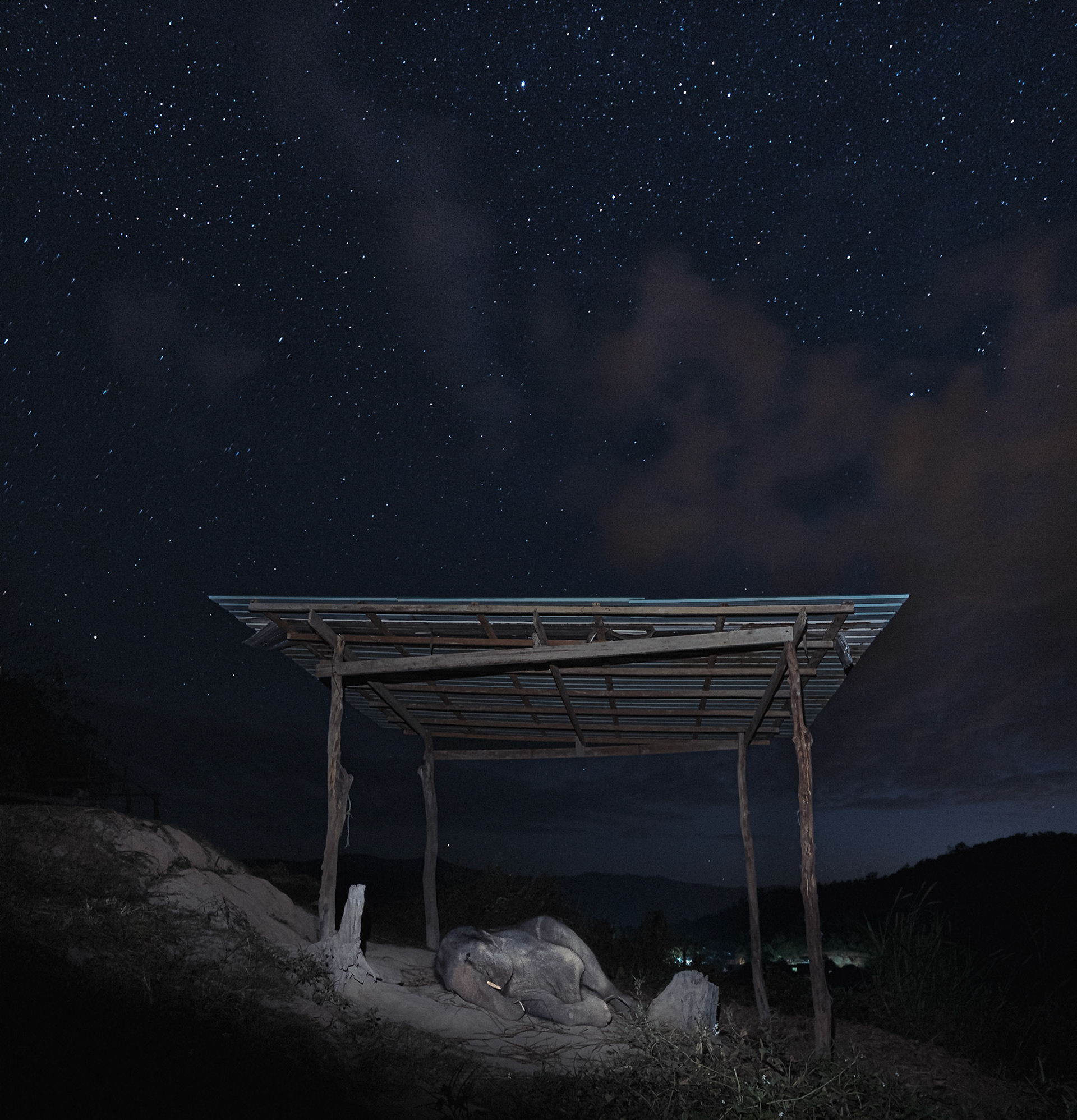 Thailand, 2021-2022. An elephant sleeps tied up under a shelter, in an ethical camp in the Chiang Mai region.Photograph by Maxime Gruss / Hans Lucas.Thailand, 2021-2022. Un éléphant dors attaché sous un abri, dans un camp éthique de la région de Chiang Mai.Photographie de Maxime Gruss / Hans Lucas.