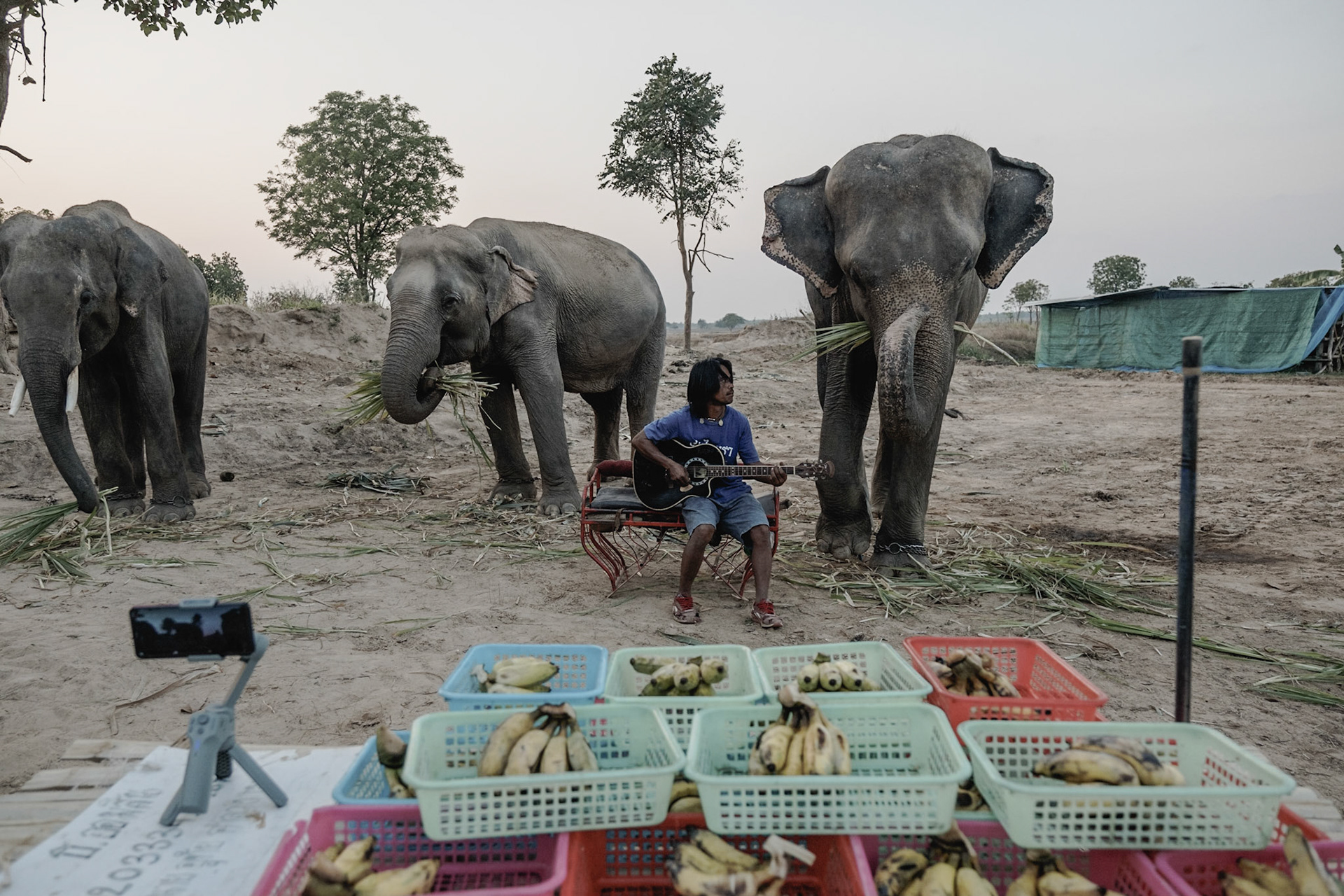 Thailand, 2021-2022.In Ban Taklang, the "village of 300 elephants" in eastern Thailand, live streaming on social networks has become the daily routine of the owners. Viewers have the opportunity to buy food baskets via online payment, which are then fed to the animals on camera.A mahout plays the guitar, while his elephants play the harmonica, while being broadcast on the web.Photograph by Maxime Gruss / Hans Lucas.Thaïlande, 2021-2022.À Ban Taklang, "le village des 300 éléphants", dans l'est de la Thaïlande, la diffusion en direct sur les réseaux sociaux est devenue le quotidien des propriétaires. Les téléspectateurs ont la possibilité d'acheter des paniers de nourriture par paiement en ligne, qui sont ensuite donnés aux animaux devant la caméra.Un mahout joue de la guitare, tandis que ses éléphants jouent de l'harmonica, tout en étant diffusé sur le web.Photographie de Maxime Gruss / Hans Lucas.