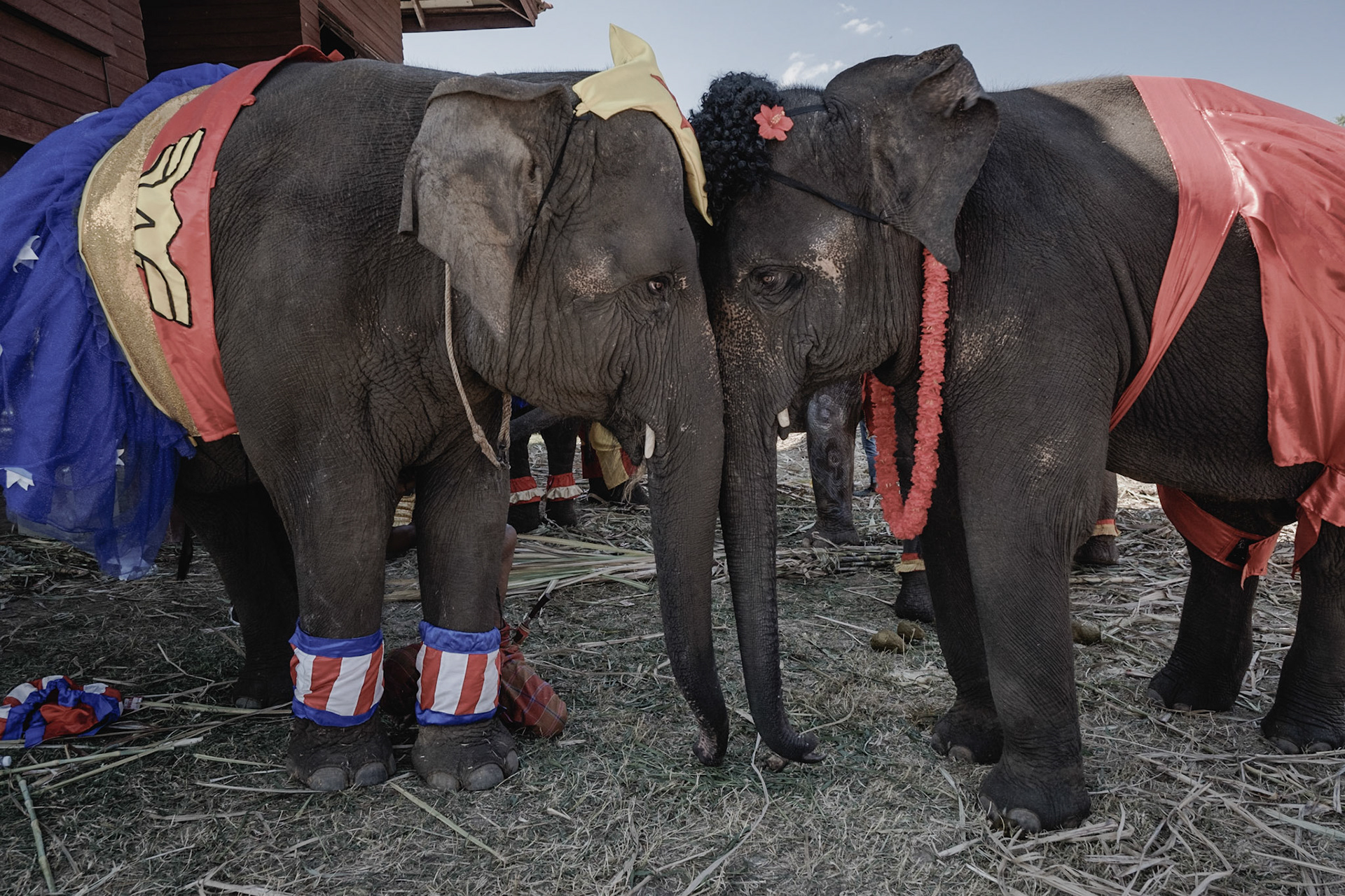 Thailand, 2021-2022, Costume contest, on the occasion of the Surin Elephant Round Up. The event brings together nearly 300 elephants in the city of Surin, in eastern Thailand. Photograph by Maxime Gruss / Hans Lucas.Thailand, 2021-2022, Concours de costume, à l'occasion du Surin Elephant Round Up. L'événement rassemble près de 300 éléphants dans la ville de Surin, à l'Est de la Thaïlande. . Photographie de Maxime Gruss / Hans Lucas.