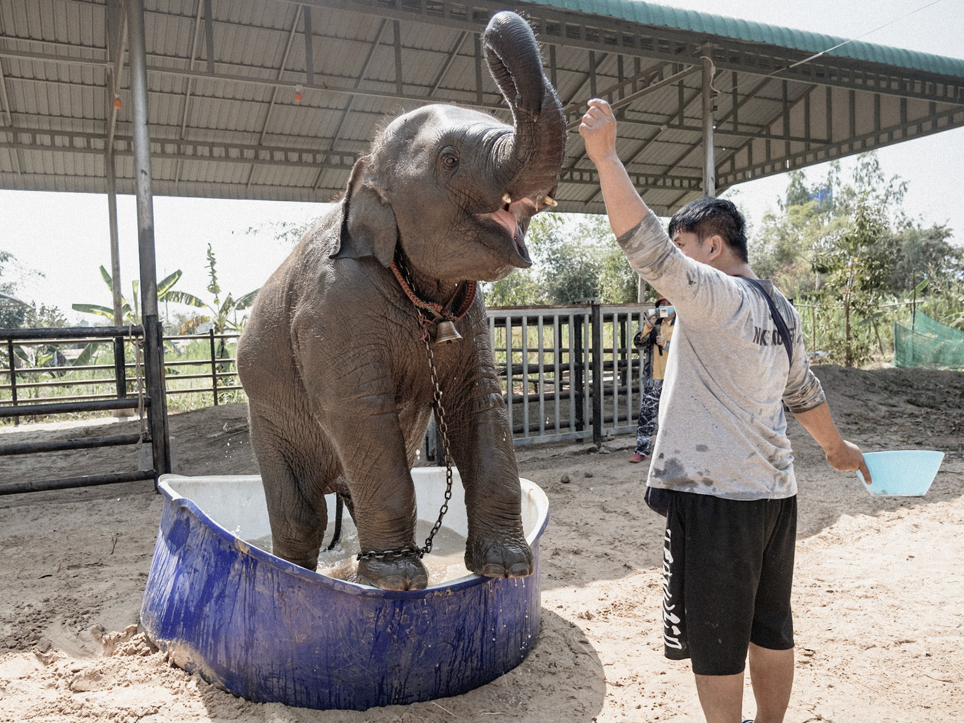 Des propriétaires donnent le bain à un bébé elephant, dans le village de Ban Taklang, le village "aux 300 éléphants", près Surin à l'Est de la Thaïlande. Le quotidien des éléphants est retransmis en direct sur internet, afin de faire appel aux dons des spectateurs. A cause de l'absence de touristes et d'emploi pour beaucoup de propriétaires, la pratiques est devenue extremement répandue.
