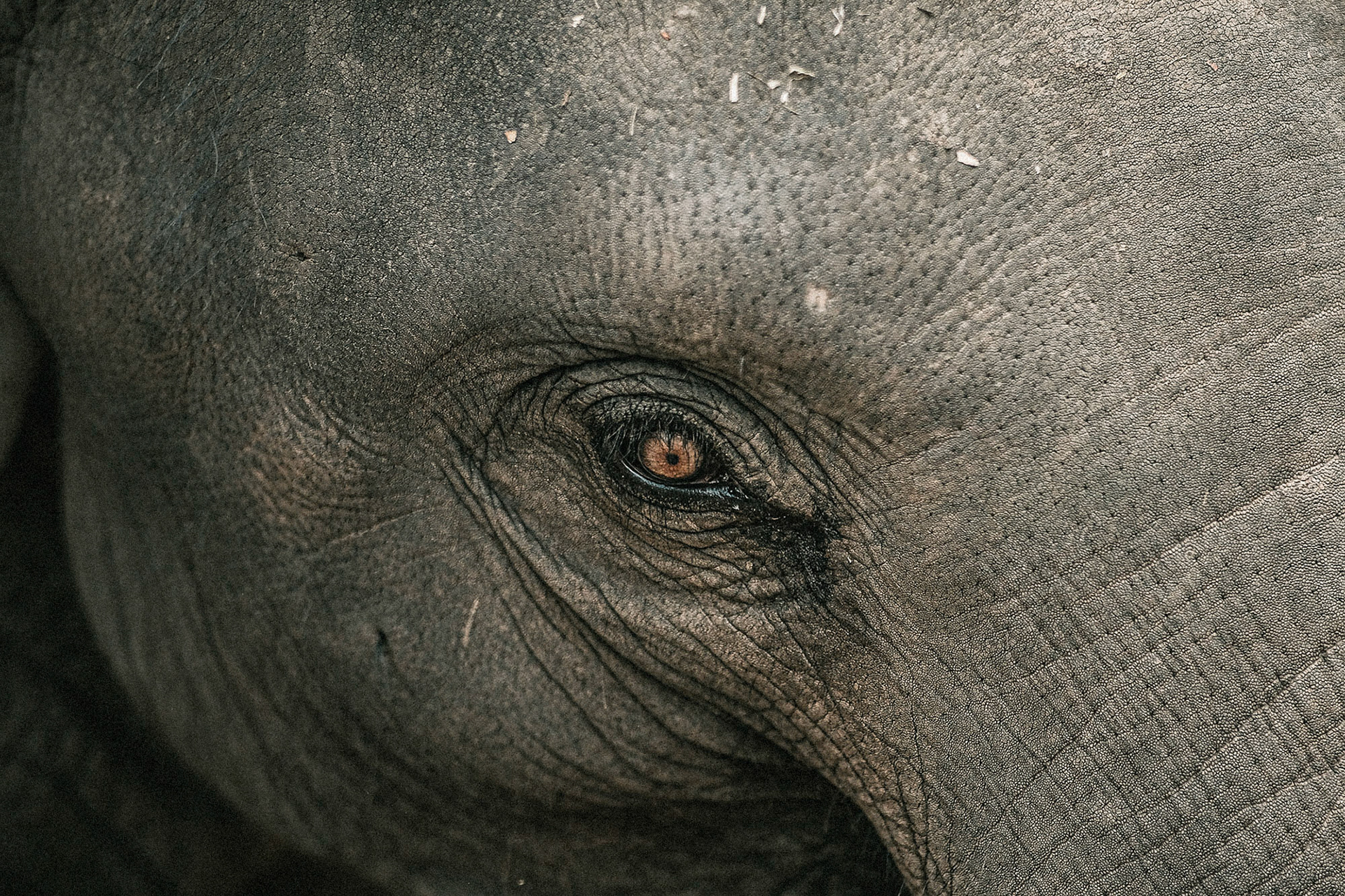 Un bébé éléphant dans un camp éthique.