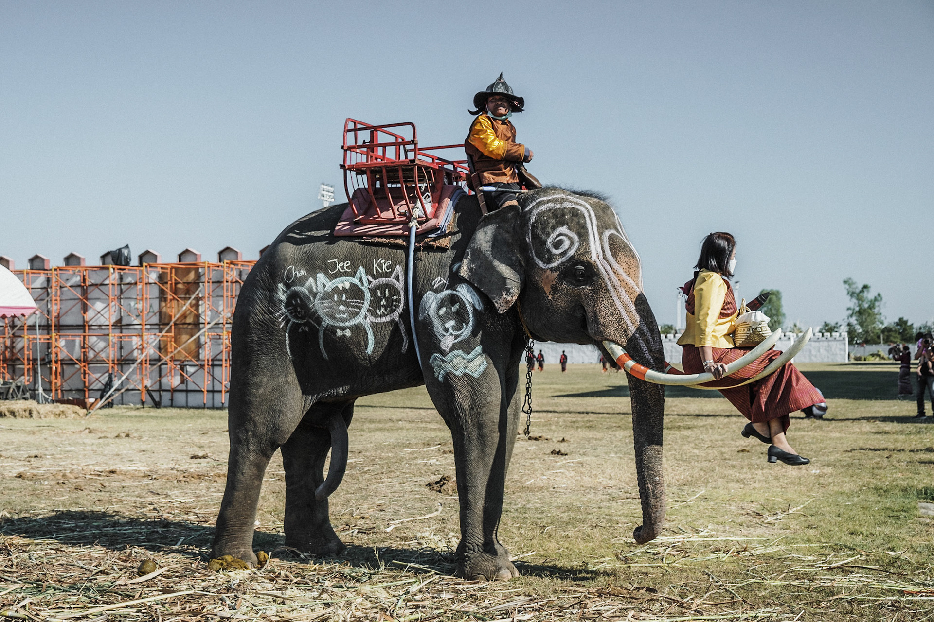Surin Elephant Round Up. L'événement rassemble près de 300 éléphants dans la ville de Surin, à l'Est de la Thaïlande, et met en oeuvre des spectacles à connotation historique, des shows incluant football, cerceaux, balades à dos d'éléphants...