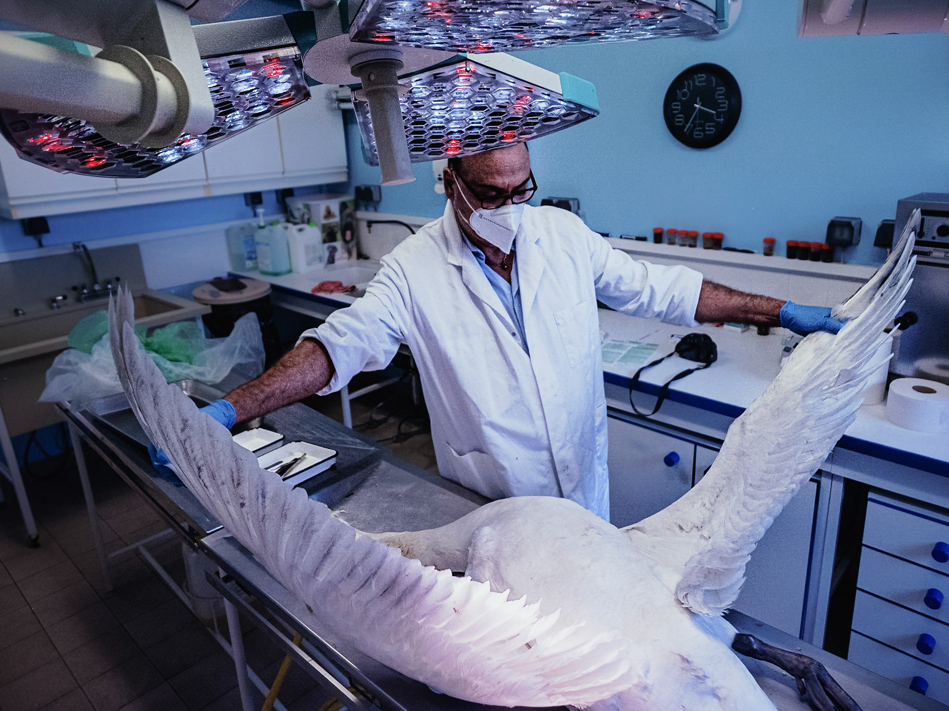 In charge of the dissections of all suspect animal bodies coming from the Ile-de-France Region, the LRSFS is part of the zoonosis surveillance network in France. Doctor Karim Daoud, veterinarian and researcher performs an autopsy on a swan body coming from the Bois-de-Boulogne to identify the cause of its death, and look for diseases, like the avian flu. Paris, France 2021/02/04. Photography by Maxime Gruss / Hans Lucas.En charge des dissections de tous les cadavres d animaux suspects provenant de la Region Ile-de-France, le LRSFS fait partie du reseau de surveillance des zoonoses en France. Le docteur Karim Daoud, veterinaire et chercheur, autopsie un corps de cygne en provenance du Bois-de-Boulogne afin d identifier la cause de sa mort et de rechercher des maladies, comme la grippe aviaire. Paris, France 2021/02/04. Photographie de Maxime Gruss / Hans Lucas.
