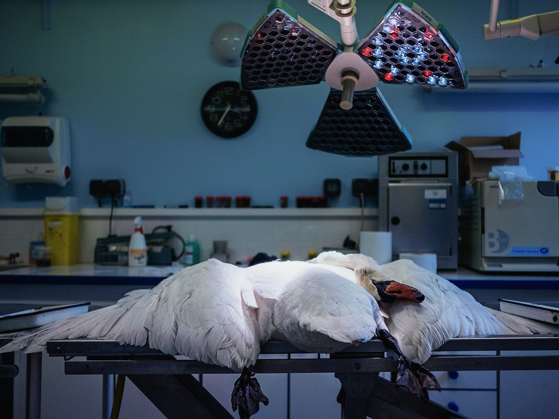 In charge of the dissections of all suspect animal bodies coming from the Ile-de-France Region, the LRSFS is part of the zoonosis surveillance network in France. Doctor Karim Daoud, veterinarian and researcher performs an autopsy on a swan body coming from the Bois-de-Boulogne to identify the cause of its death, and look for diseases, like the avian flu. Paris, France 2021/02/04. Photography by Maxime Gruss / Hans Lucas.En charge des dissections de tous les cadavres d animaux suspects provenant de la Region Ile-de-France, le LRSFS fait partie du reseau de surveillance des zoonoses en France. Le docteur Karim Daoud, veterinaire et chercheur, autopsie un corps de cygne en provenance du Bois-de-Boulogne afin d identifier la cause de sa mort et de rechercher des maladies, comme la grippe aviaire. Paris, France 2021/02/04. Photographie de Maxime Gruss / Hans Lucas.