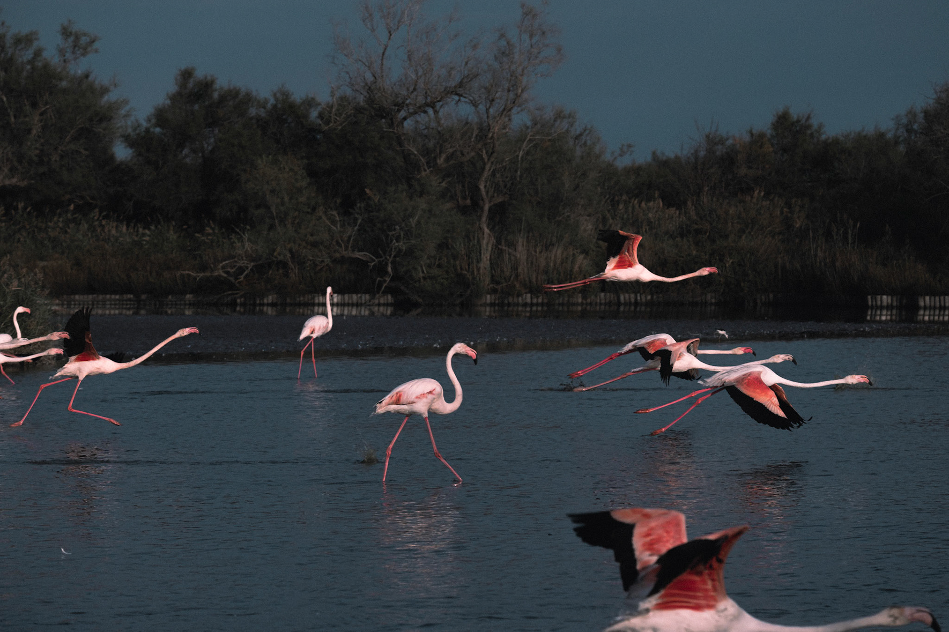 France, Camargue 2020/09/10. Flamingos in the ornithological park of Pont de Grau. Landscape and fauna of the Camargue regional natural park, France. Photography by Maxime Gruss / Hans Lucas.France, Camargue 2020/09/10. Flamands roses dans le parc ornithologique de Pont de Grau. Paysage et faune du parc naturel regional de Camargue, sur de la France. Photographie de Maxime Gruss / Hans Lucas.