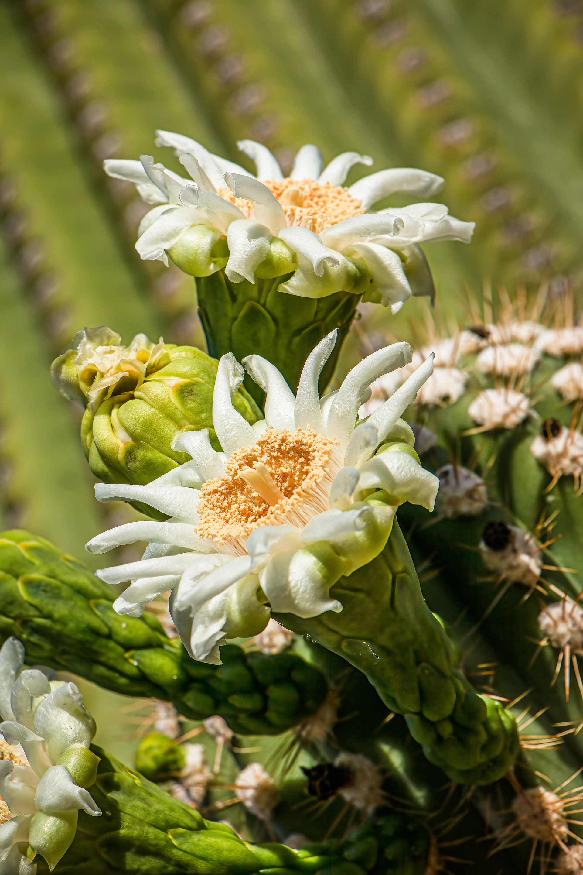 SAGUARO BLOOMS