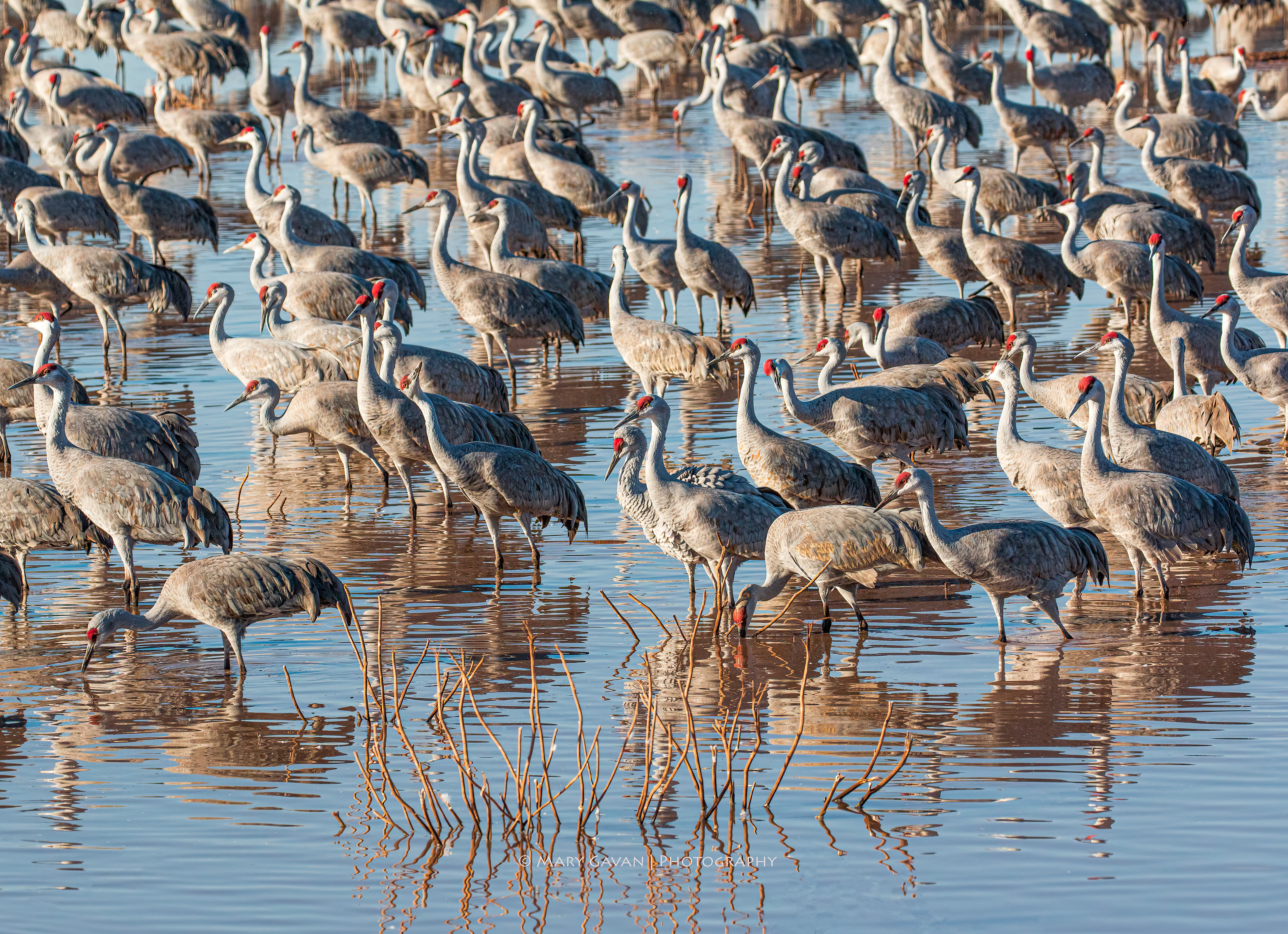 ROOSTING CRANES