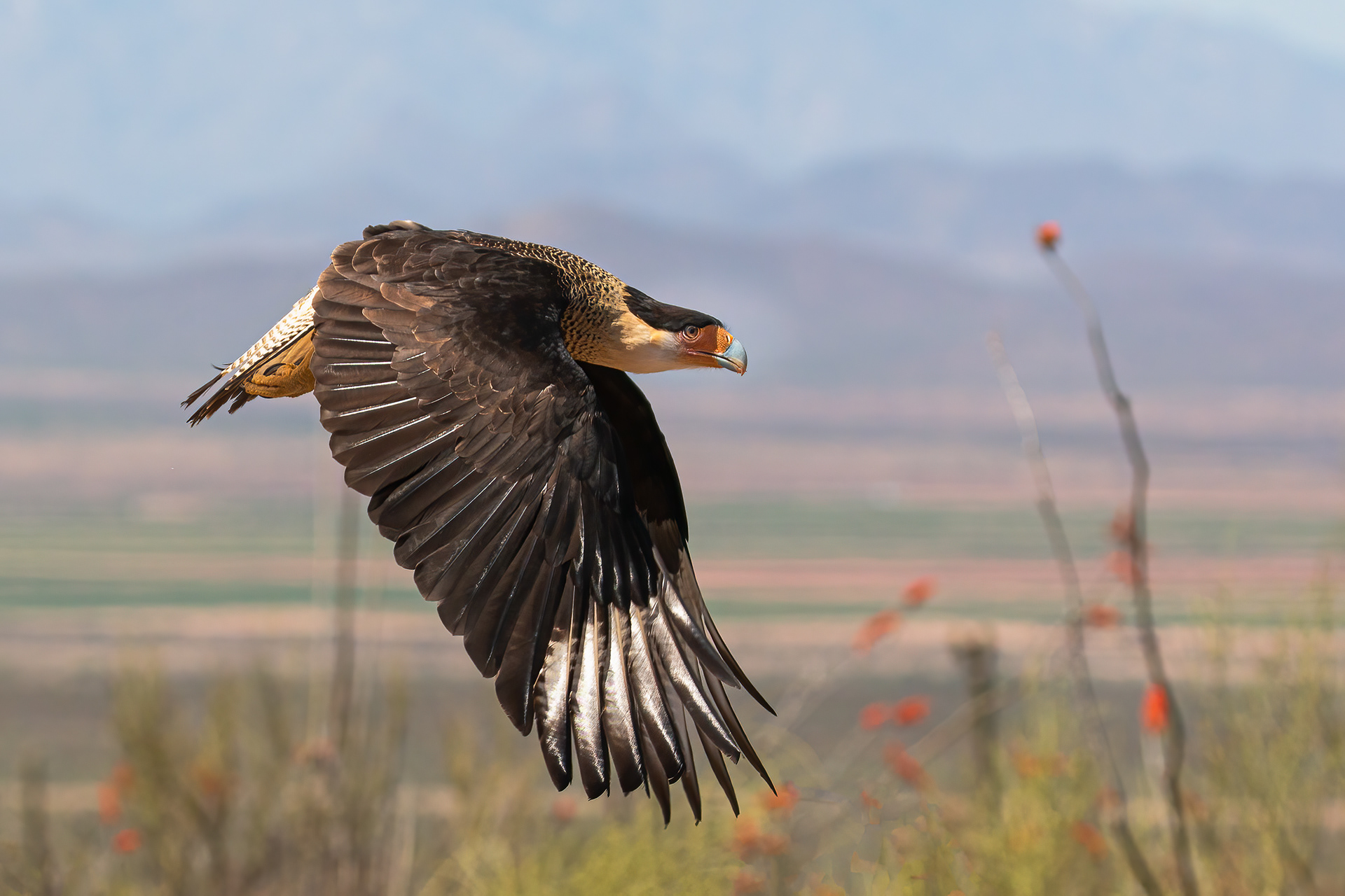 CRESTED CARCARA IN FLIGHT