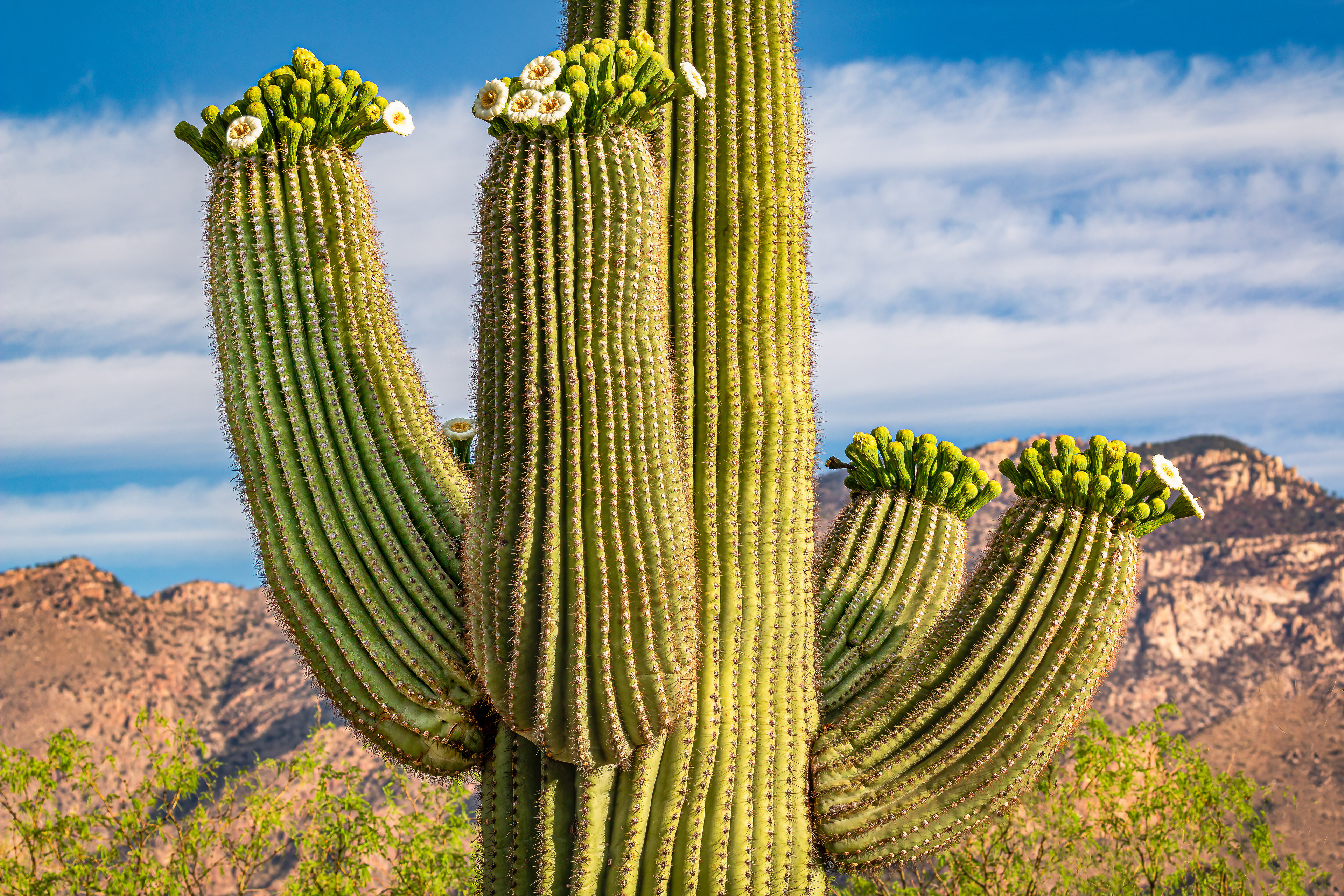 UP CLOSE WITH A SAGUARO