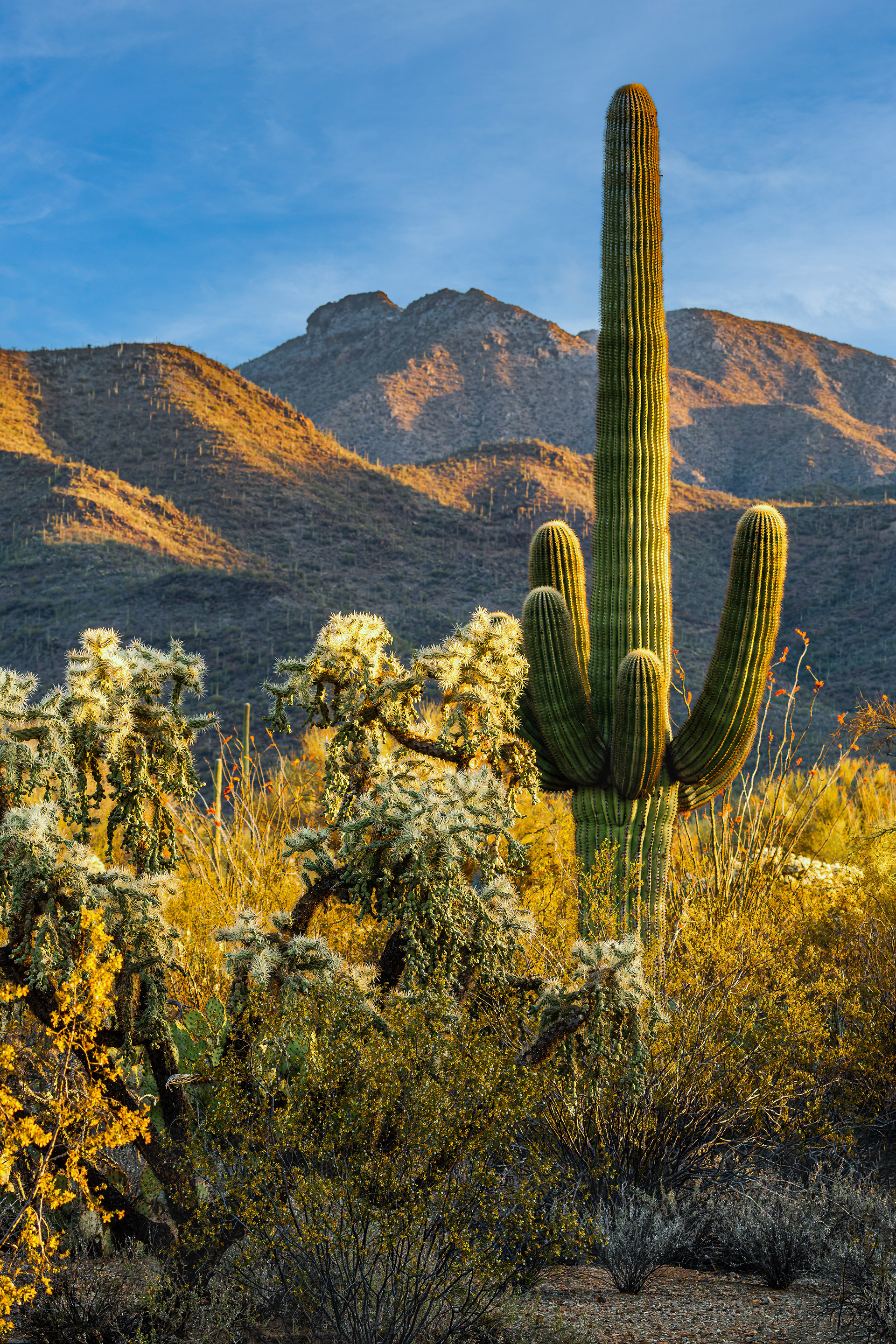 SUNRISE IN THE DESERT