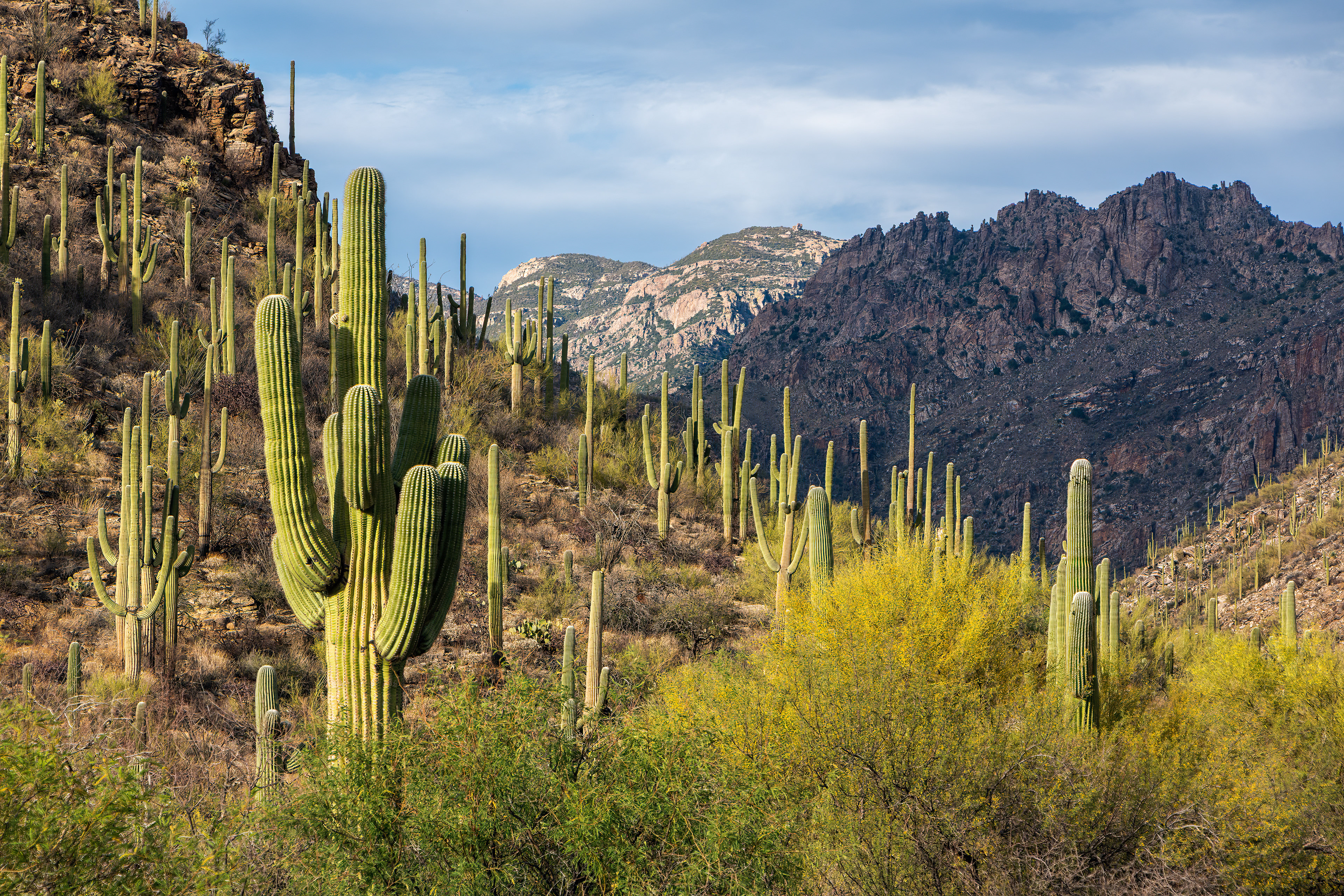 MAJESTIC DESERT