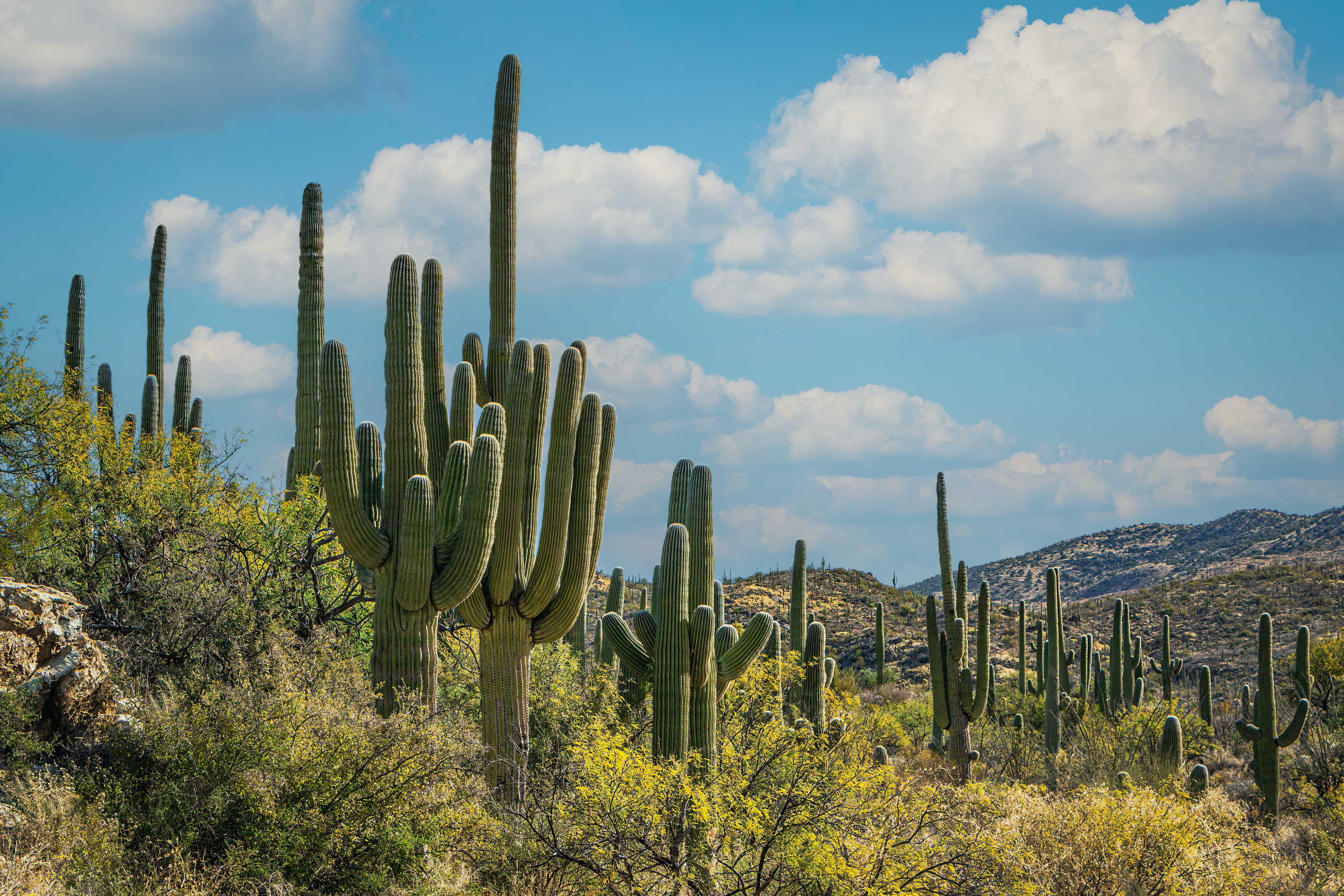 SAGUAROS ON HILLSIDE