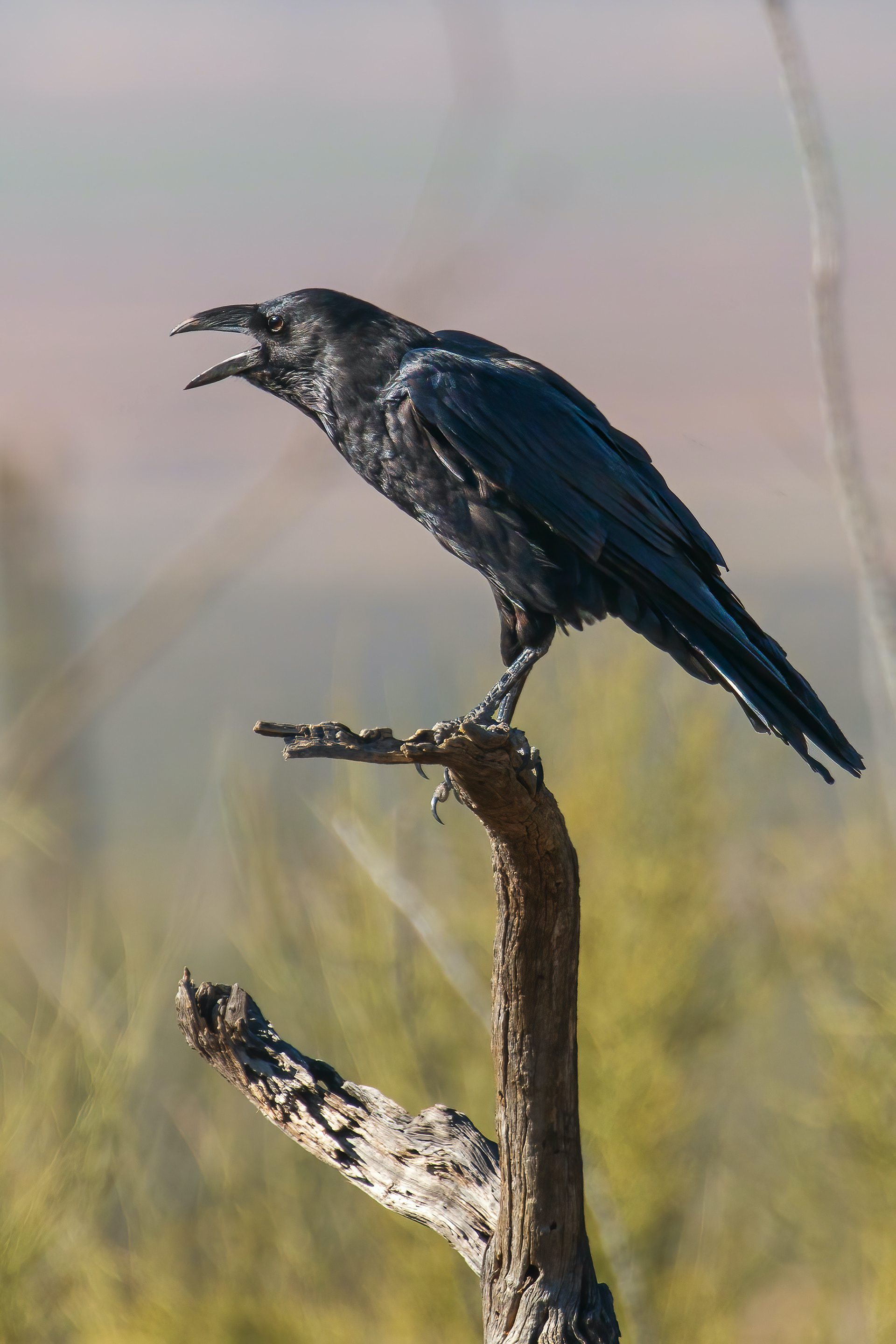 CHIHUAHUAN RAVEN