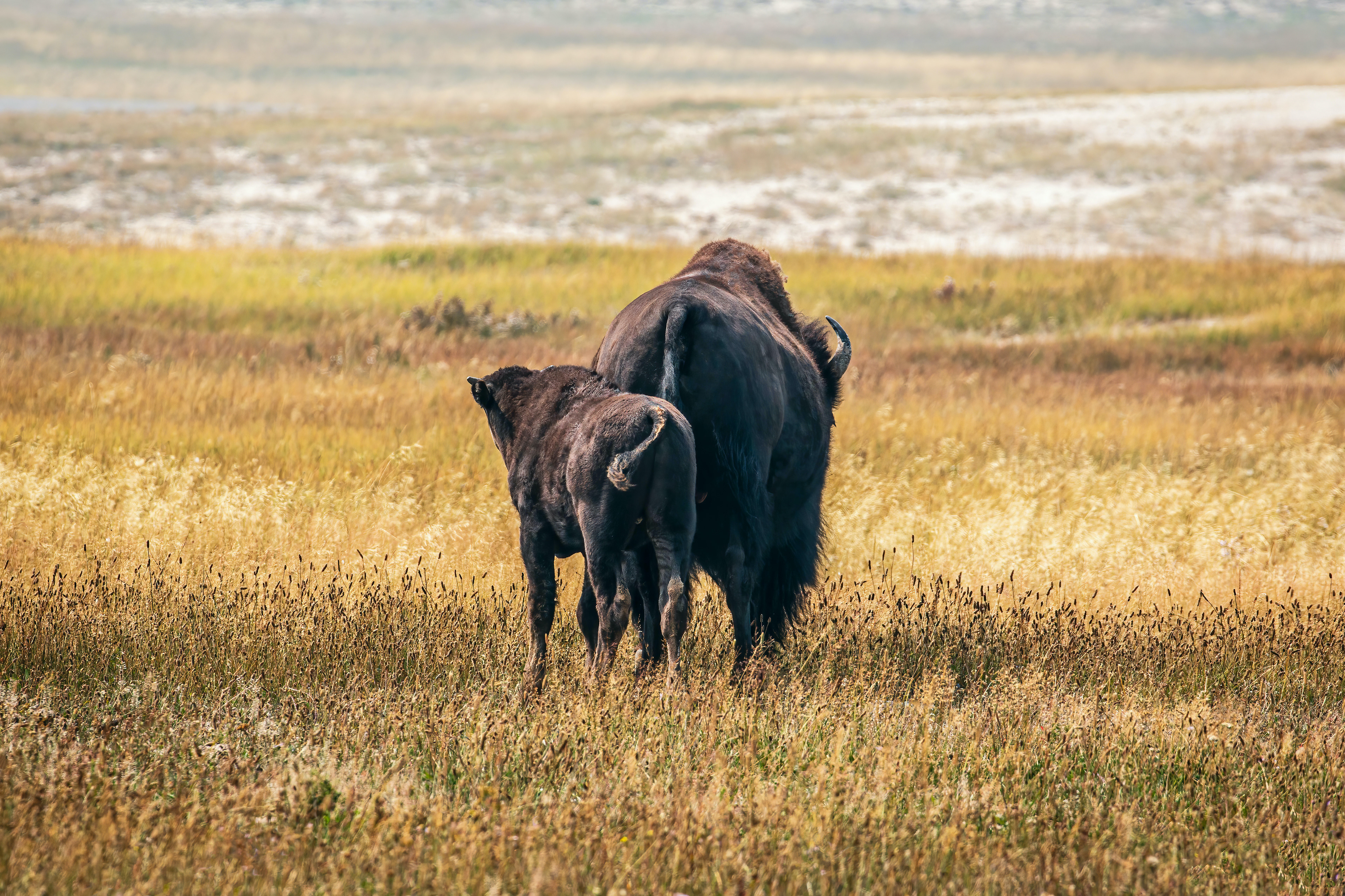 BISON AT YELLOWSTONE