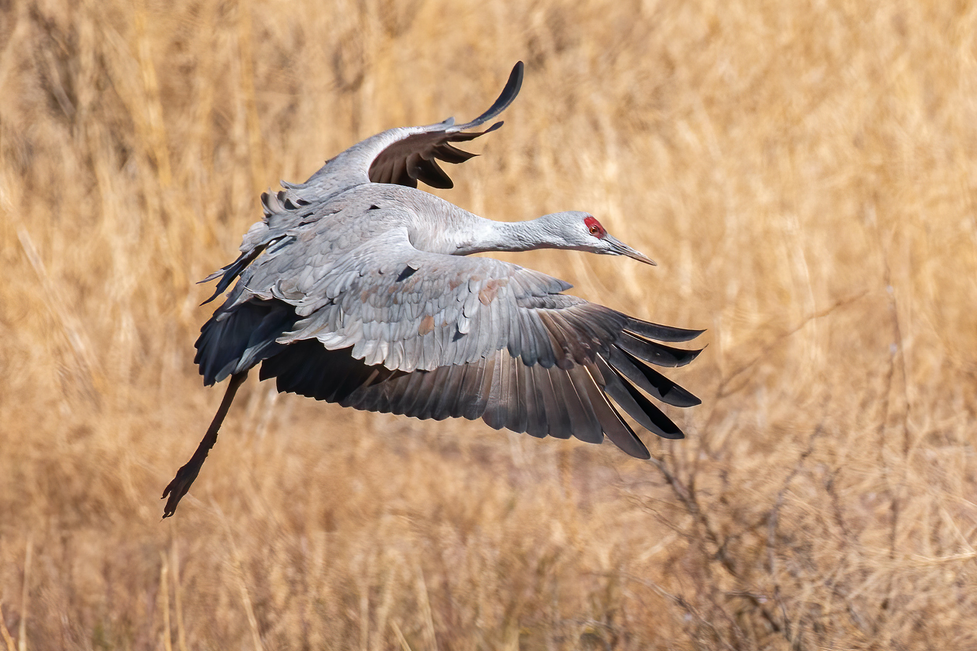 SANDHILL CRANE