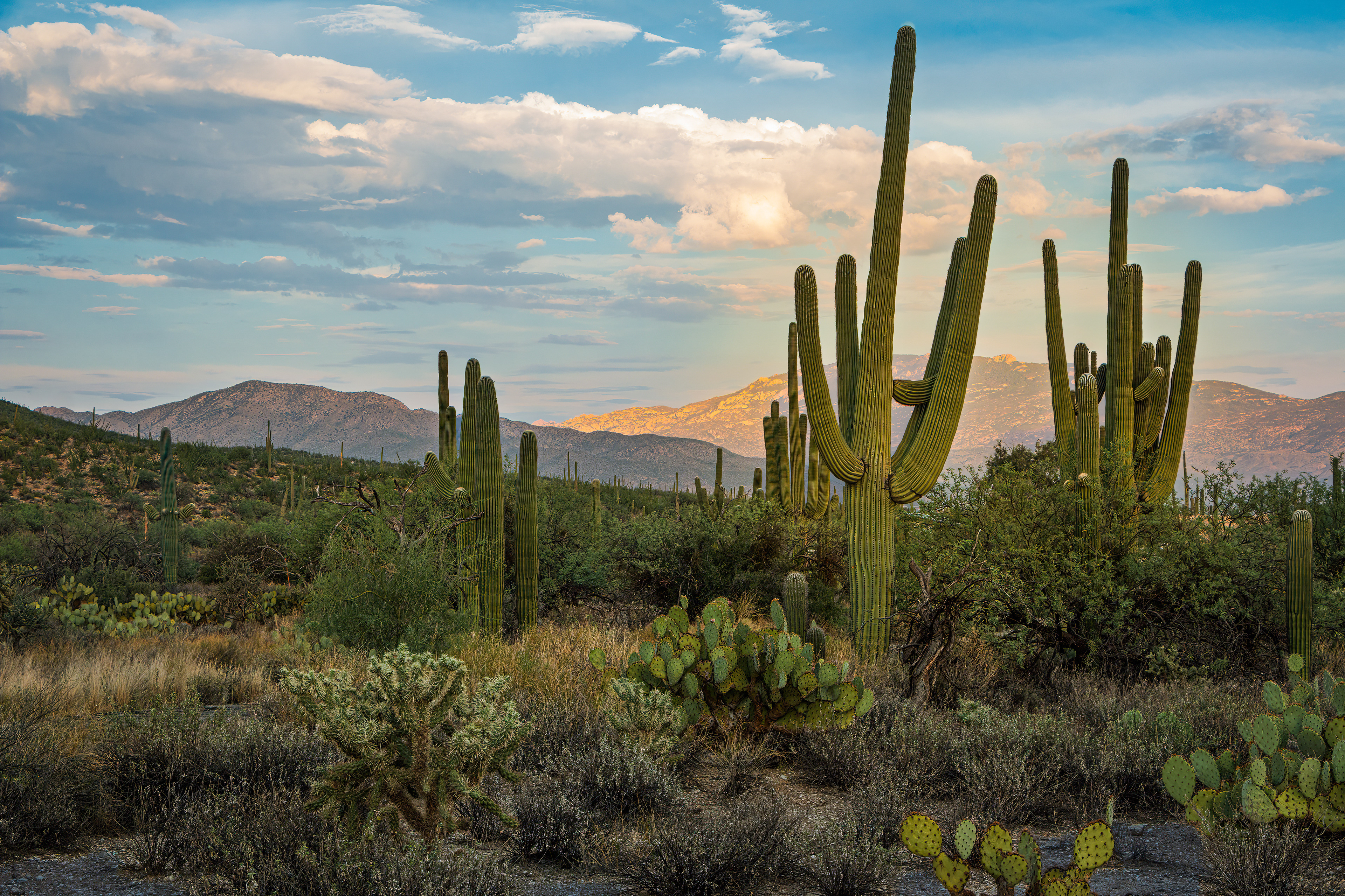 WARMTH OF THE DESERT