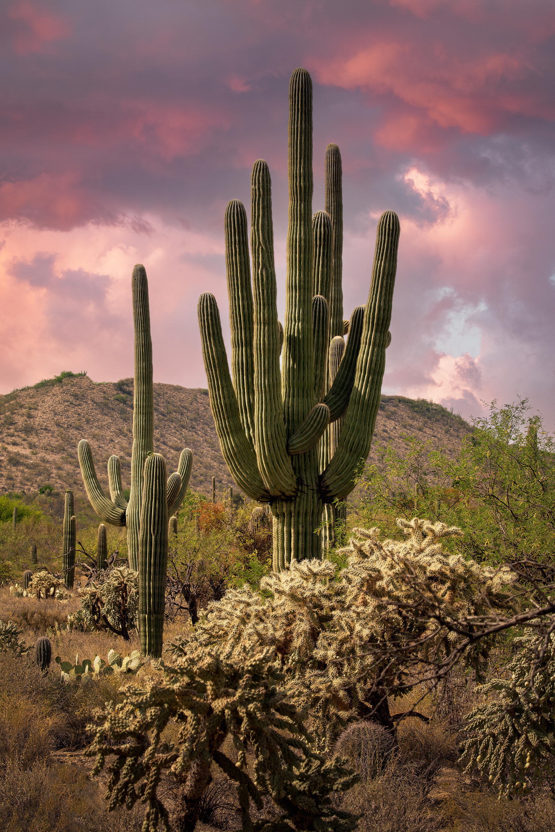 SAGUARO SUNSET
