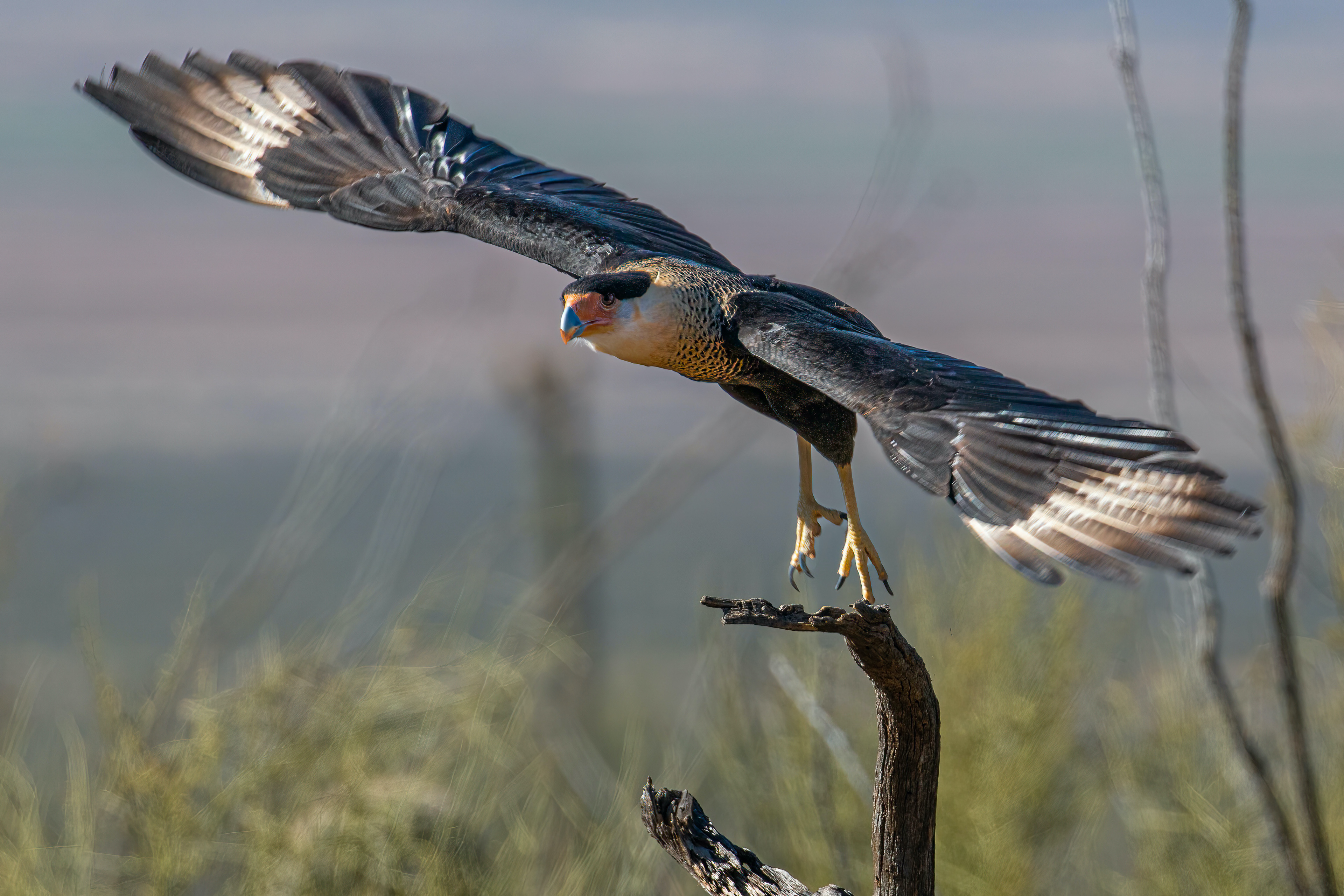 CRESTED CARCARA ON TAKEOFF
