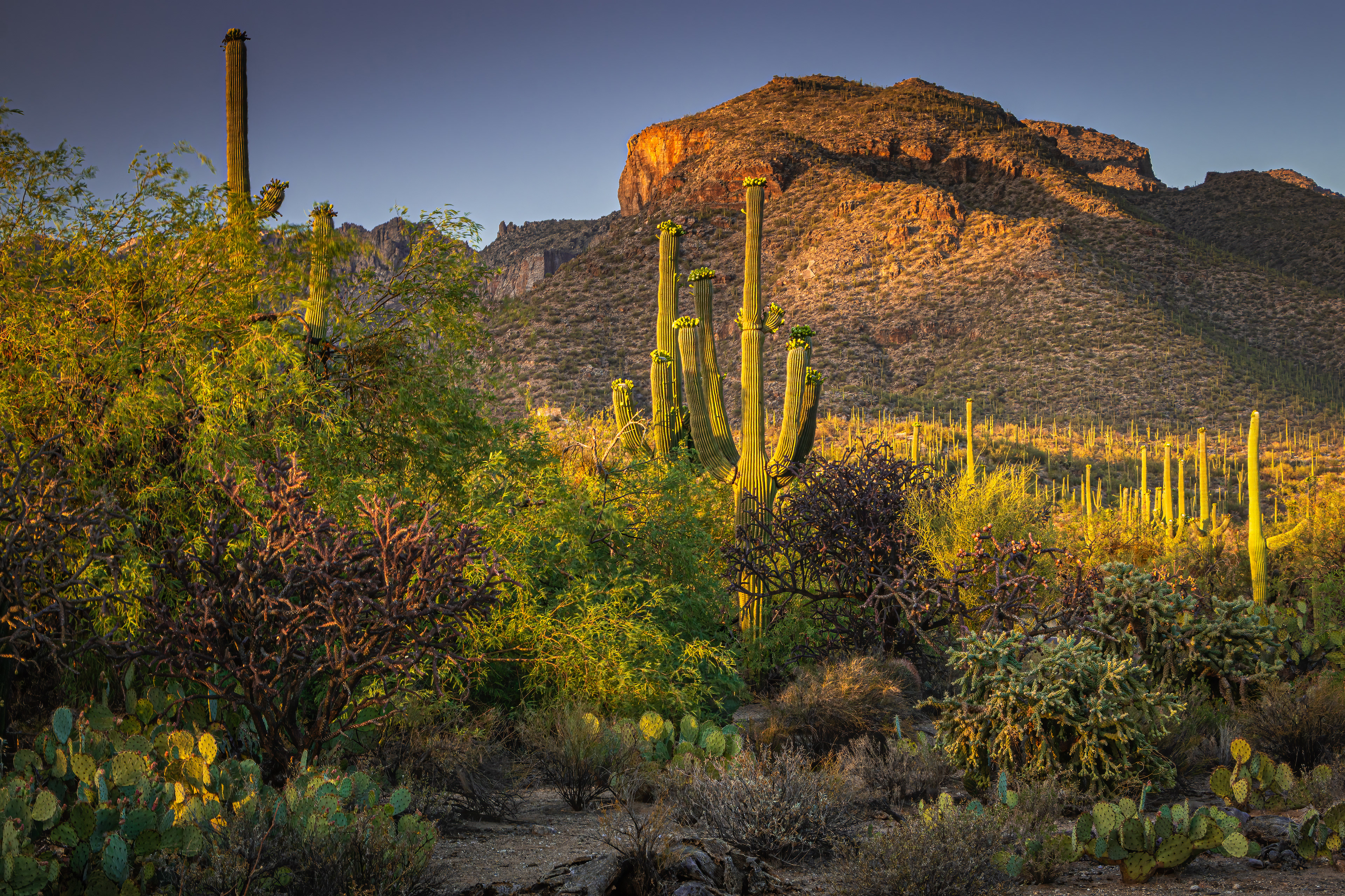 SONORAN DESERT MORNING