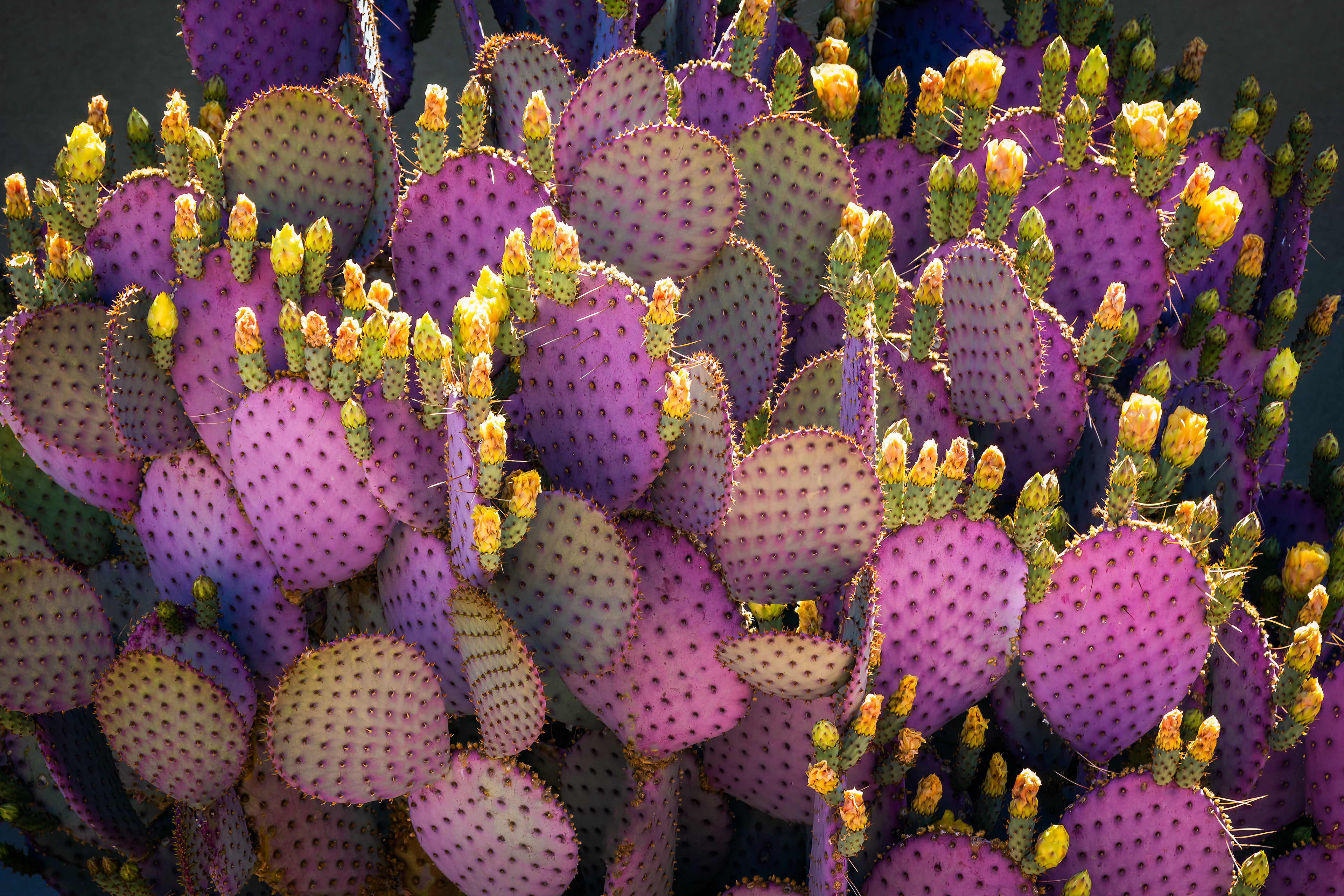 PURPLE ME