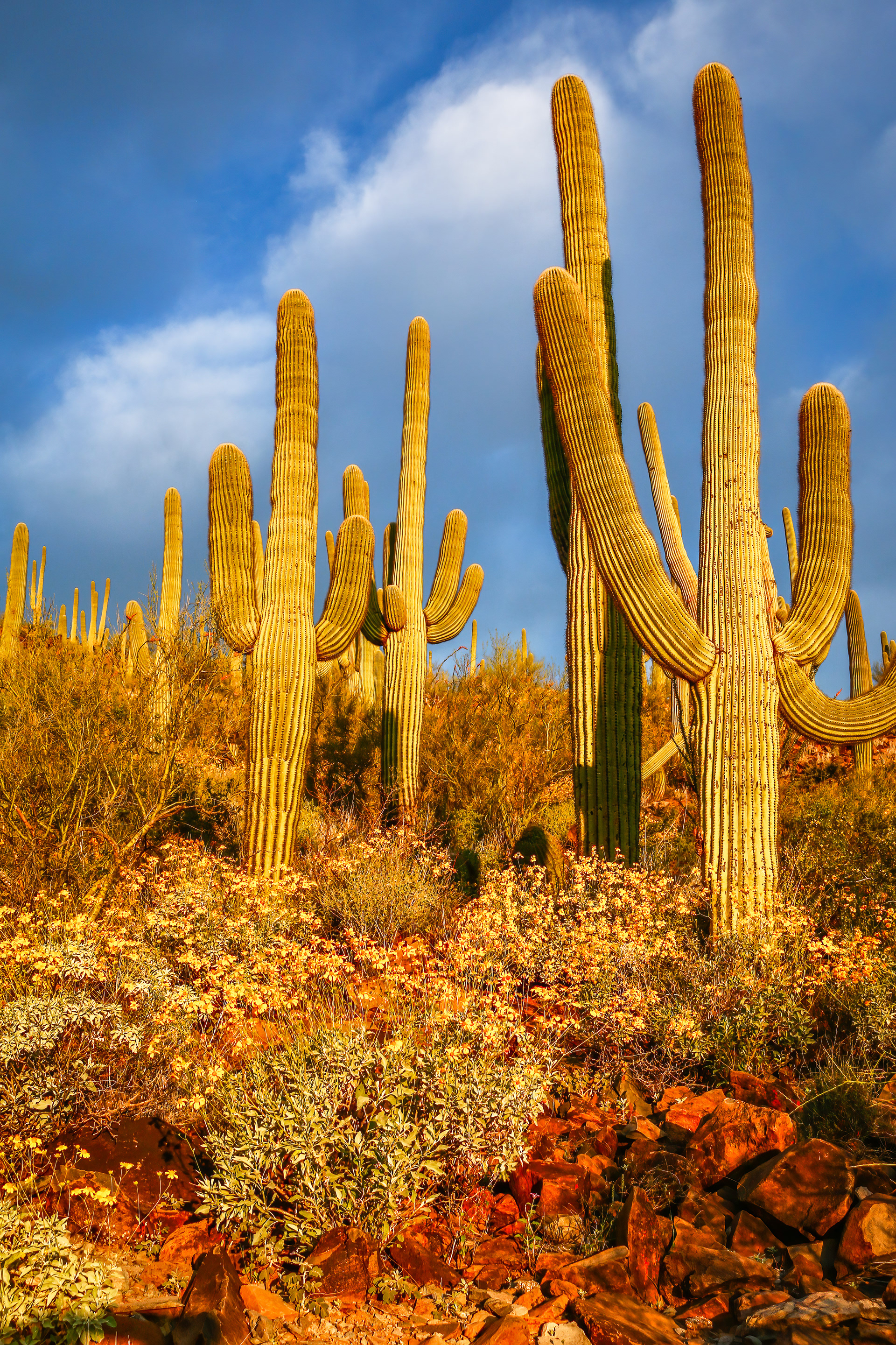SUNRISE ON SAGUAROS