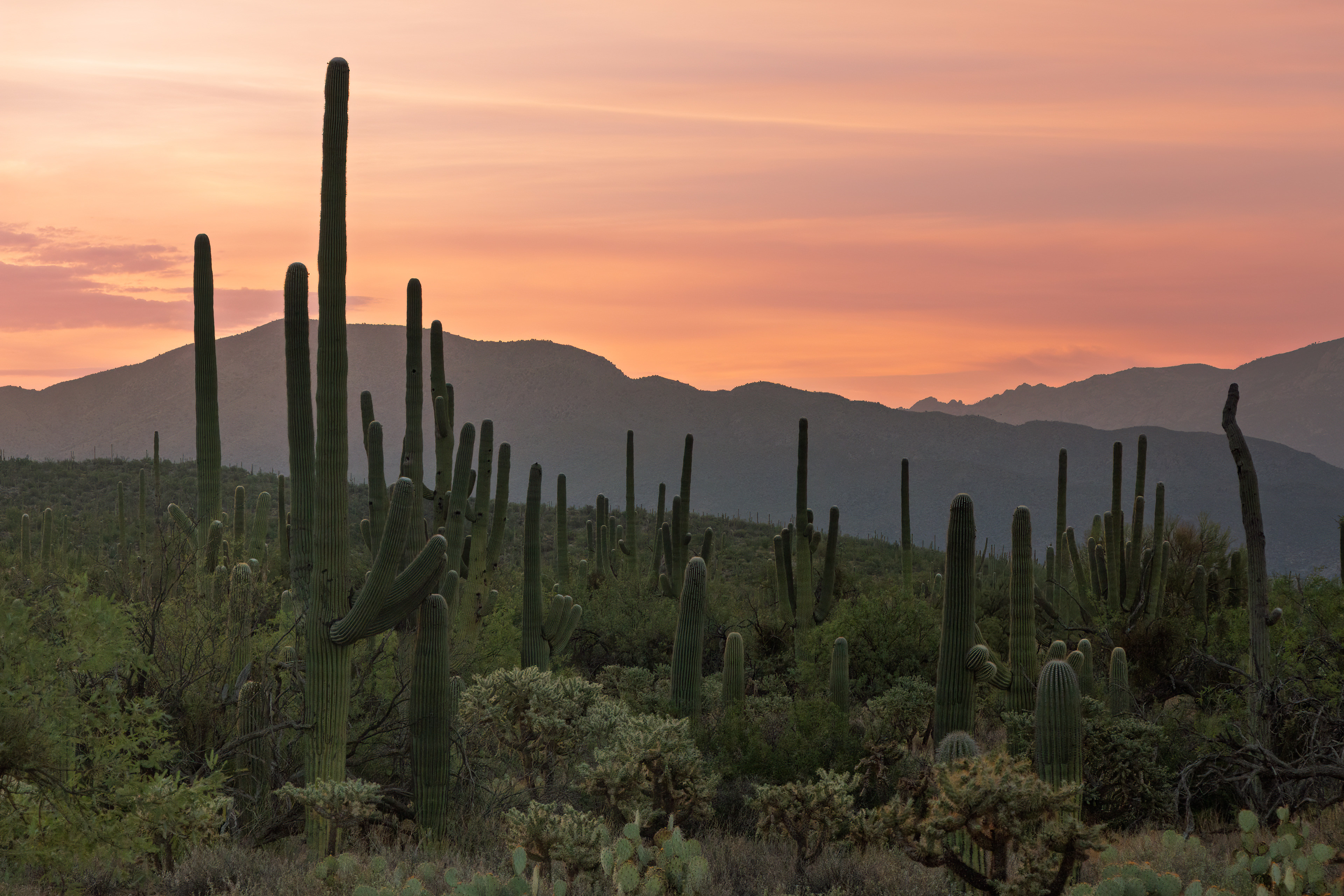 SAGUARO CACTUS SUNRISE
