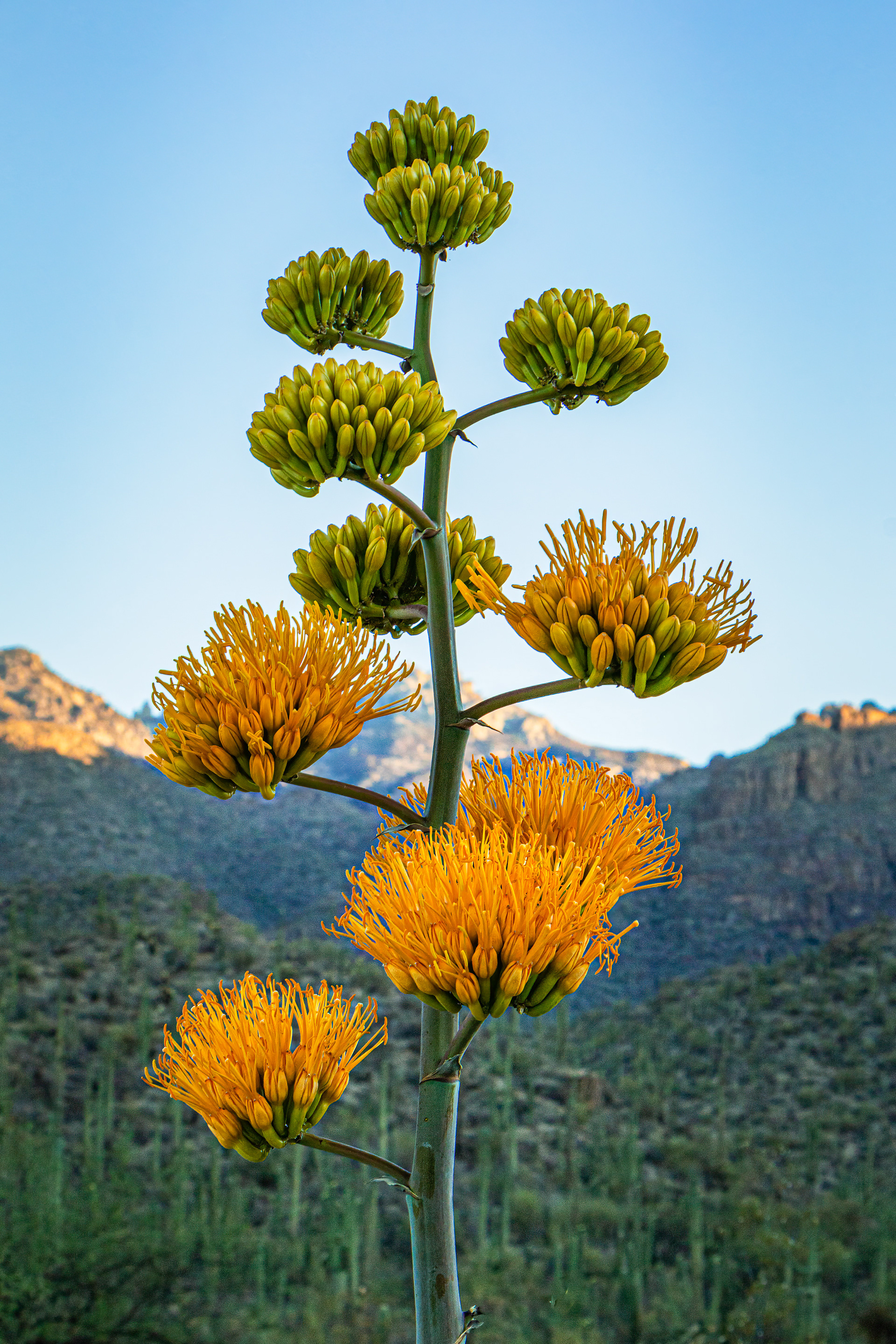 AGAVE BLOOMING LIKE CRAZY