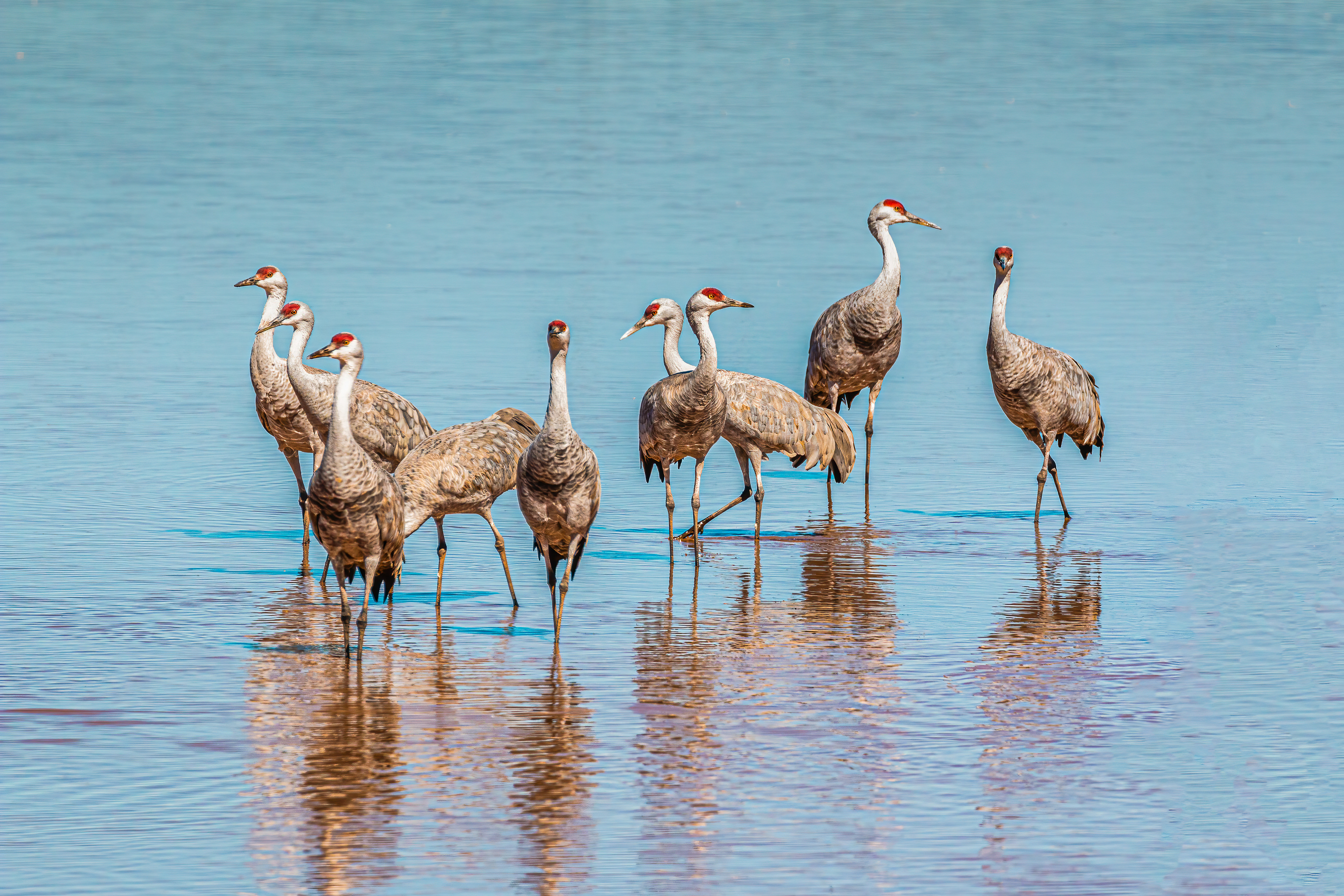 SANDHILL CRRANES ROOSTING AT SUNSET