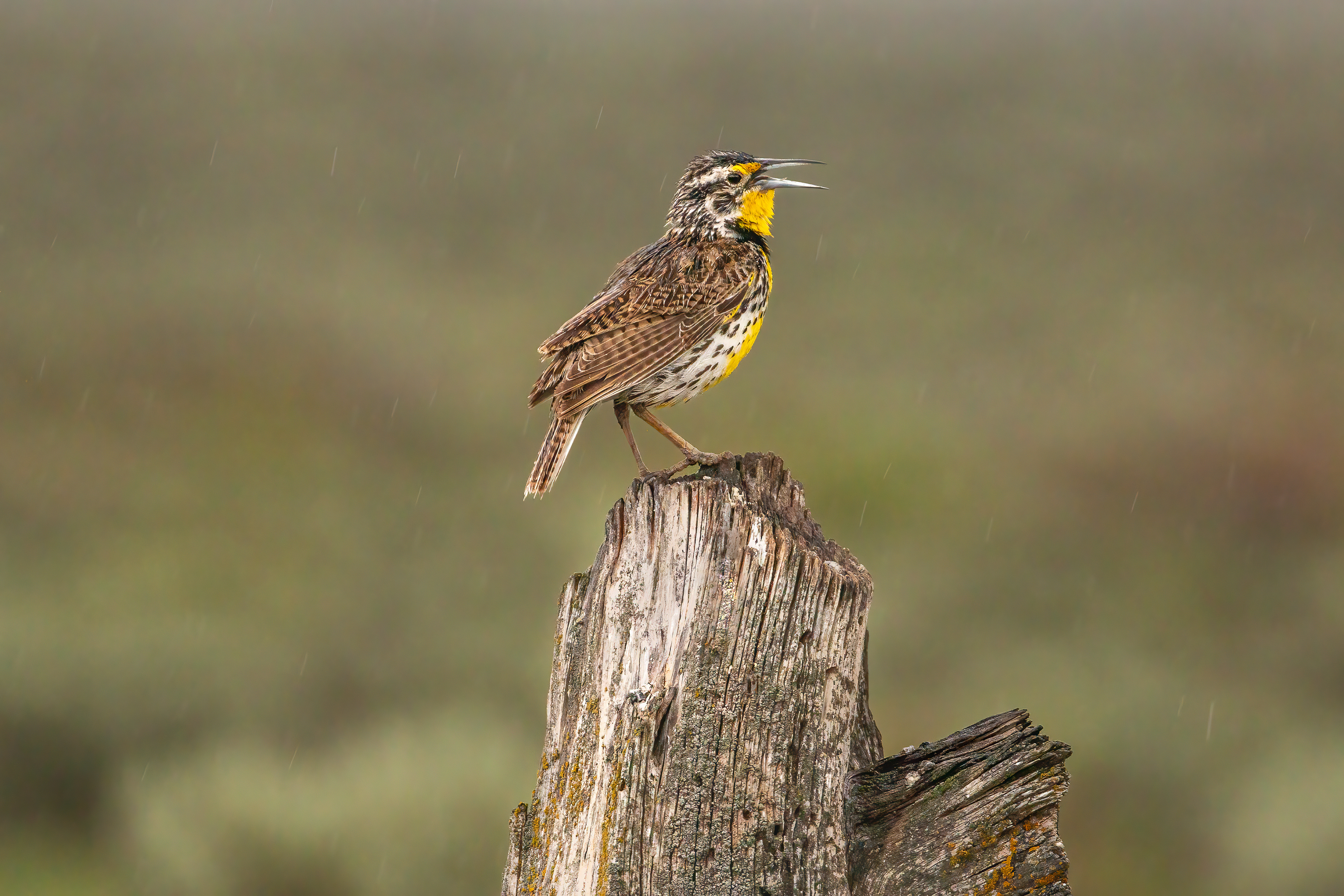 SINGING IN THE RAIN