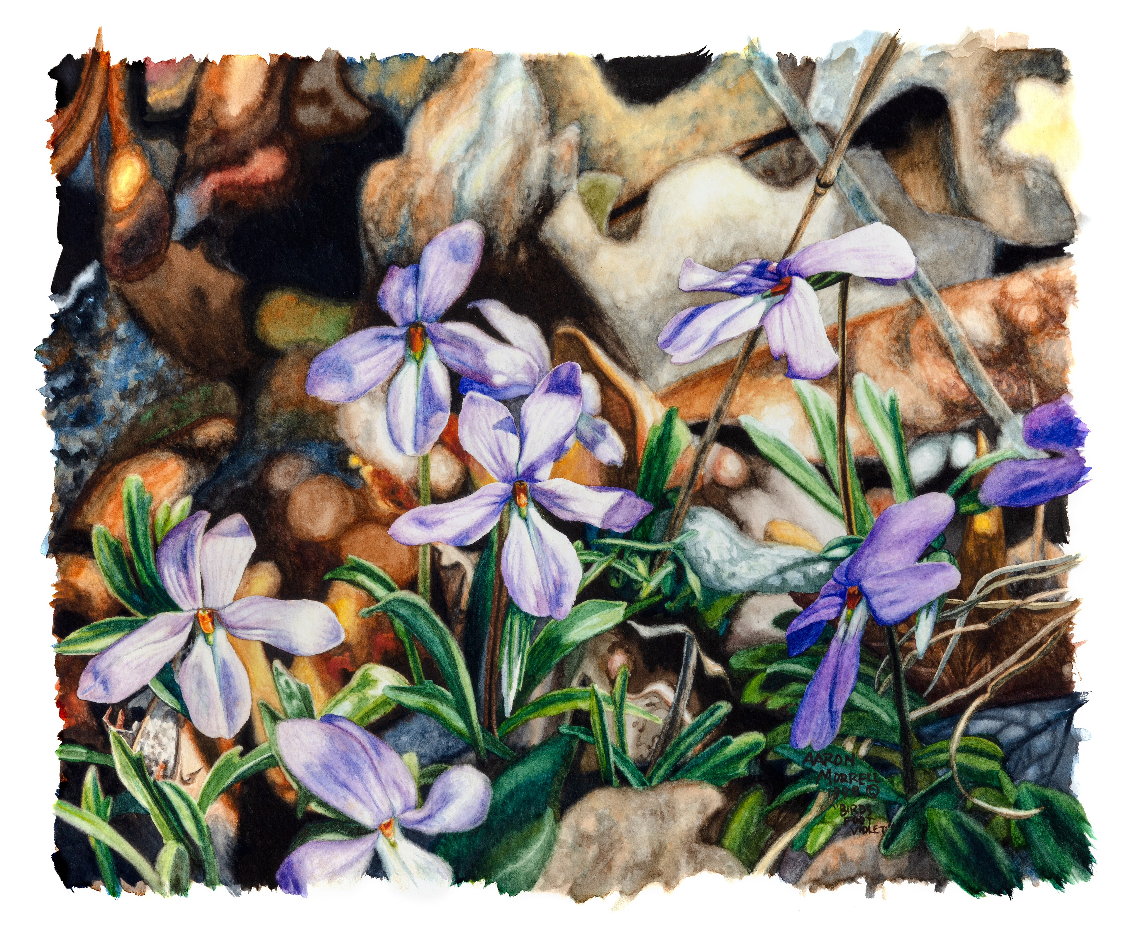 "Birds Foot Violet" Watercolor